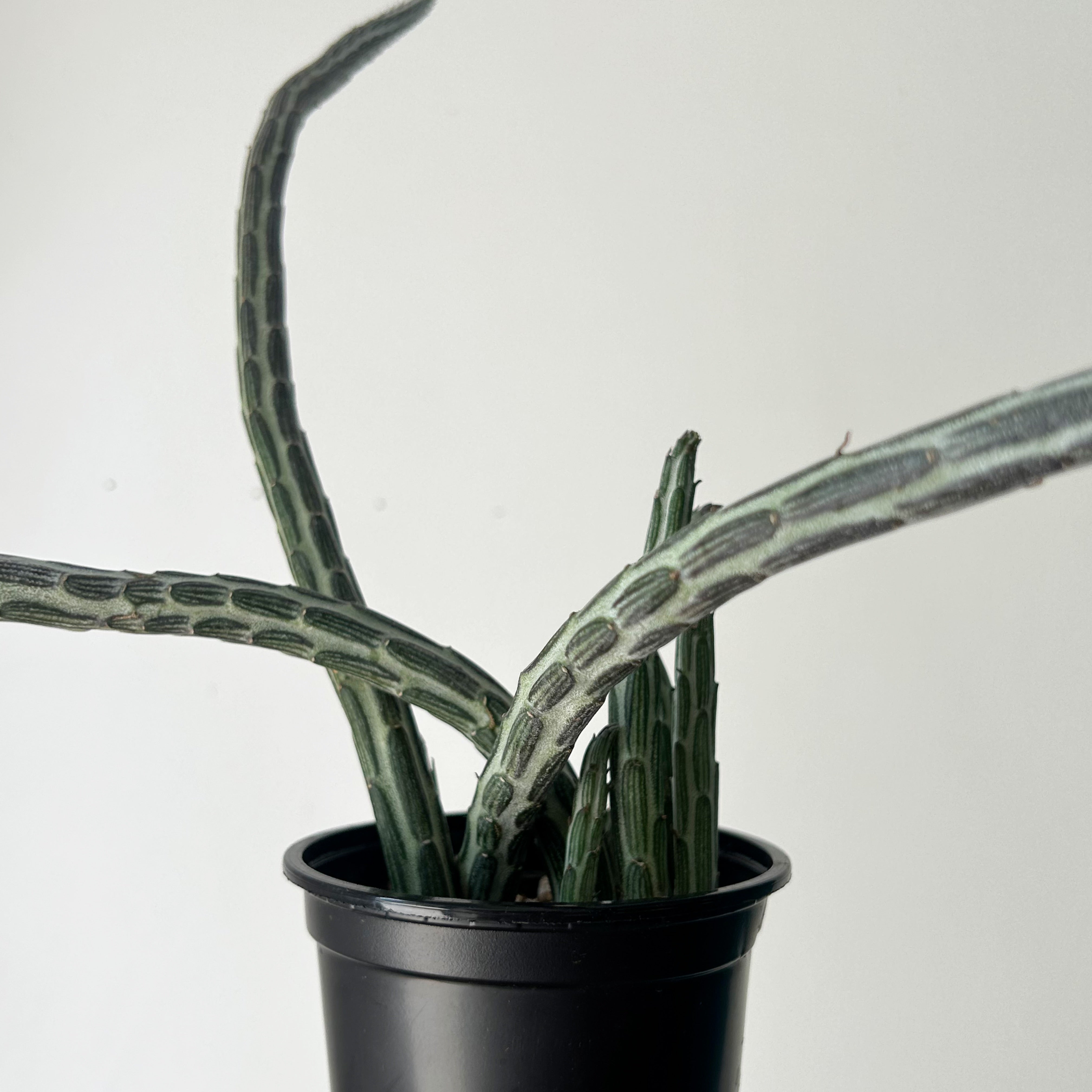 Senecio Stapeliiformis 4” pot