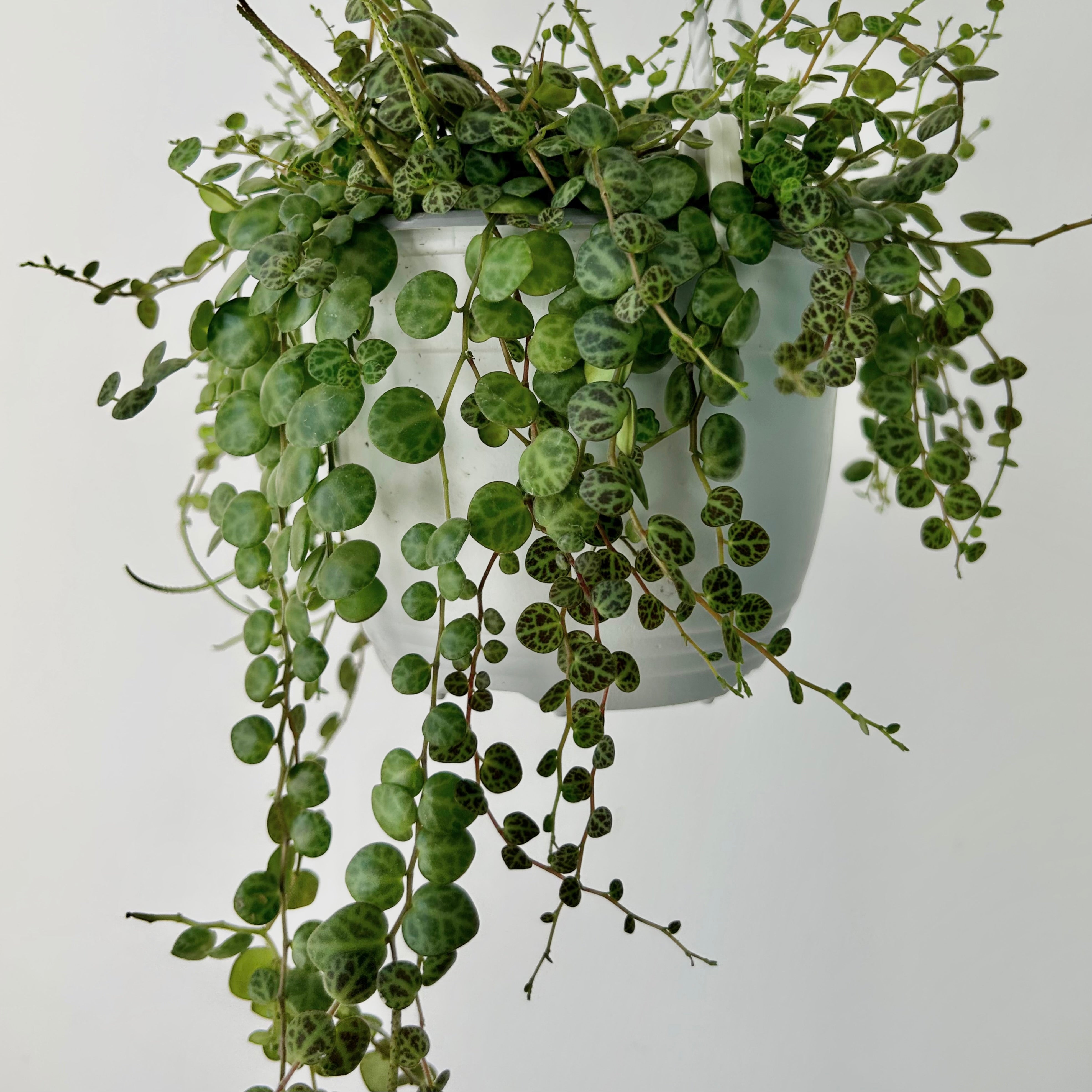 String of Turtles (Peperomia Prostrata) 6” hanging basket