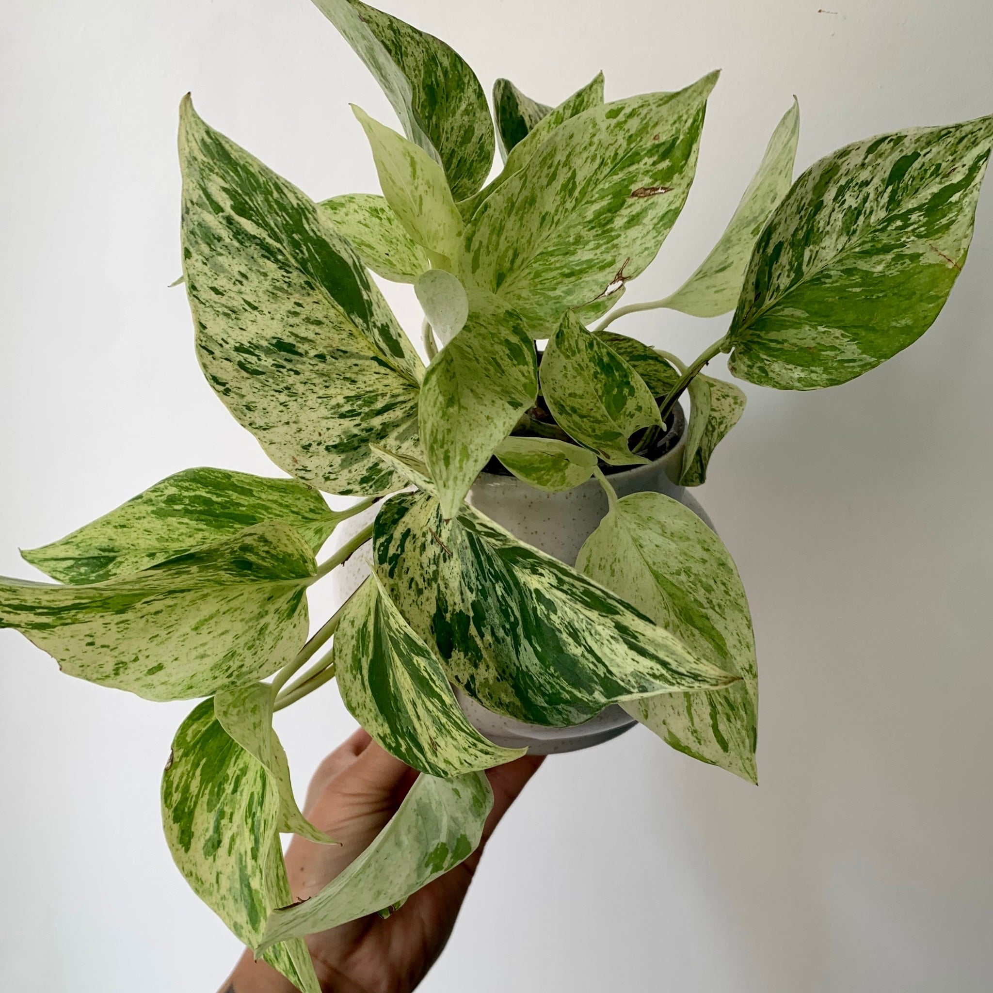 Marble Queen Pothos 3.5” pot