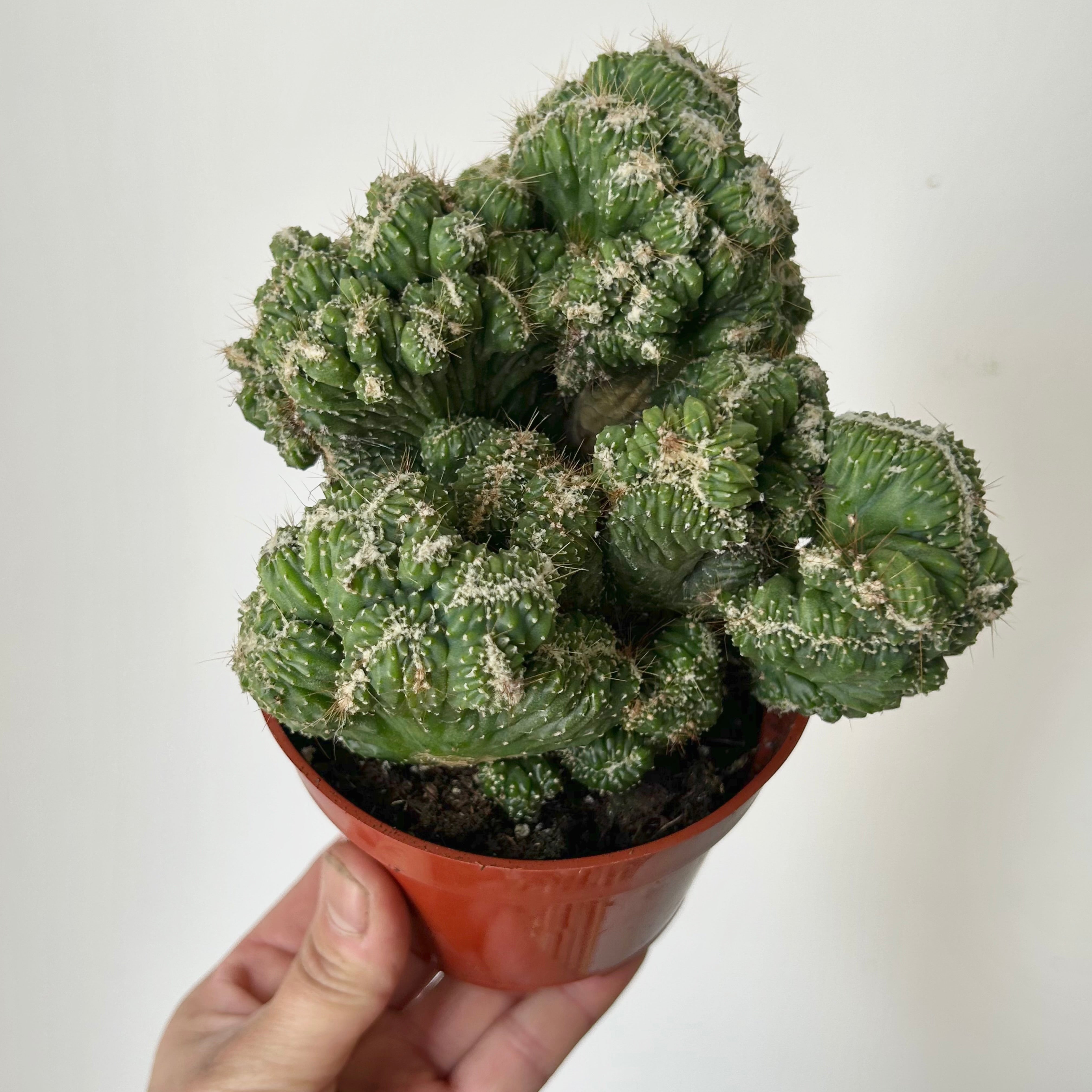 Crested Cereus peruvianus monstrose 4”pot
