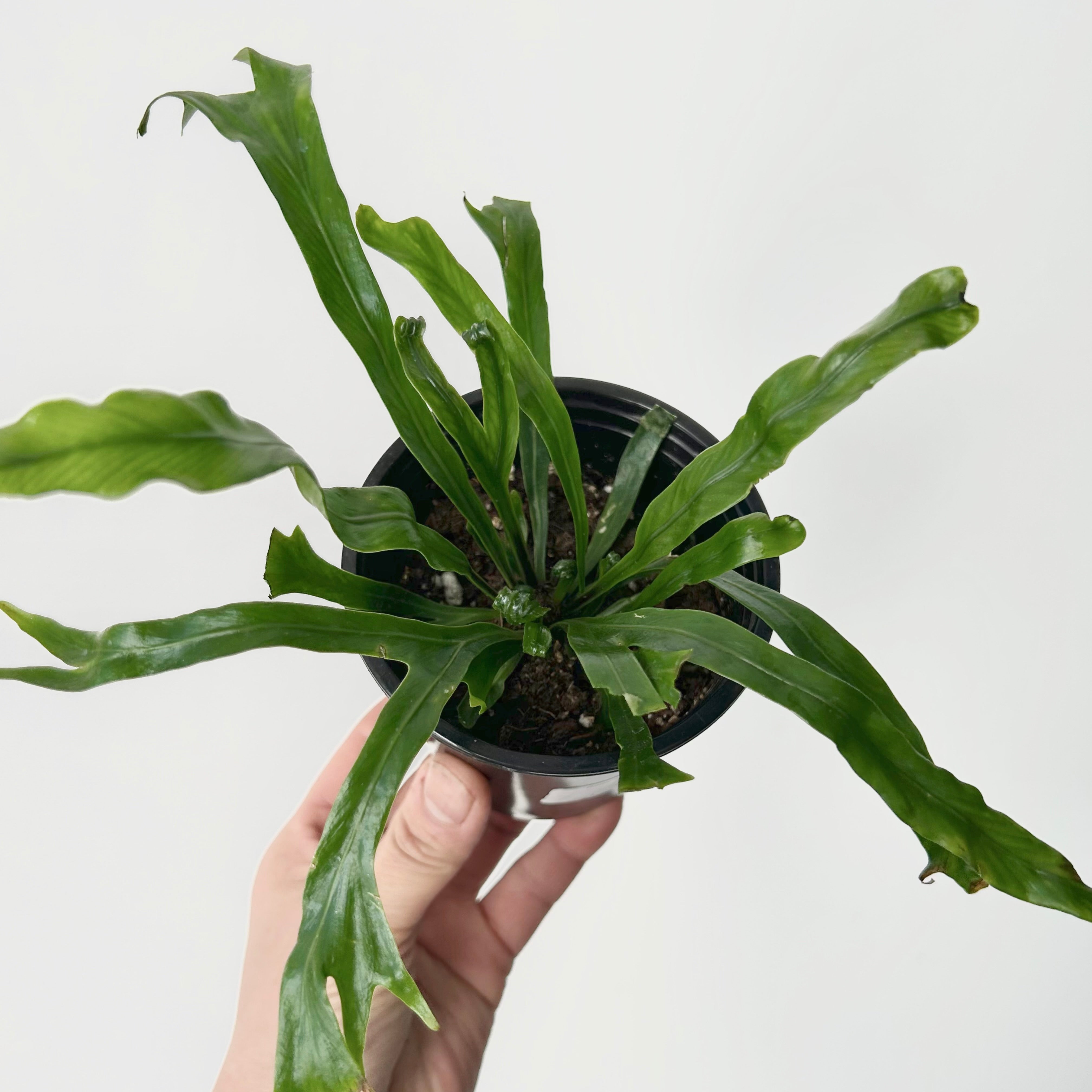 Birds Nest Fern (Asplenium) 3.5”pot