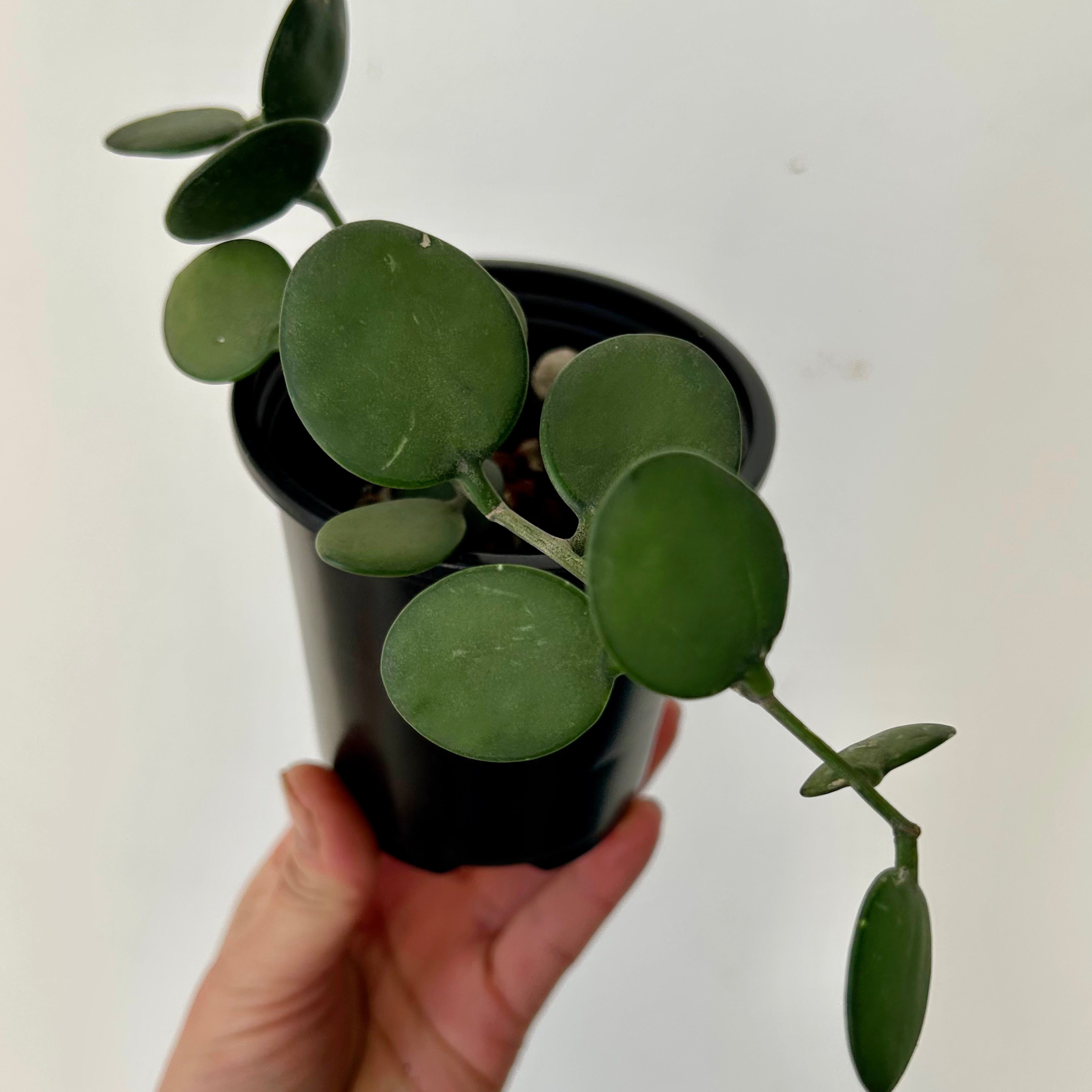 Silver Dollar Vine (Xerosicyos Danguyi ), 4”pot