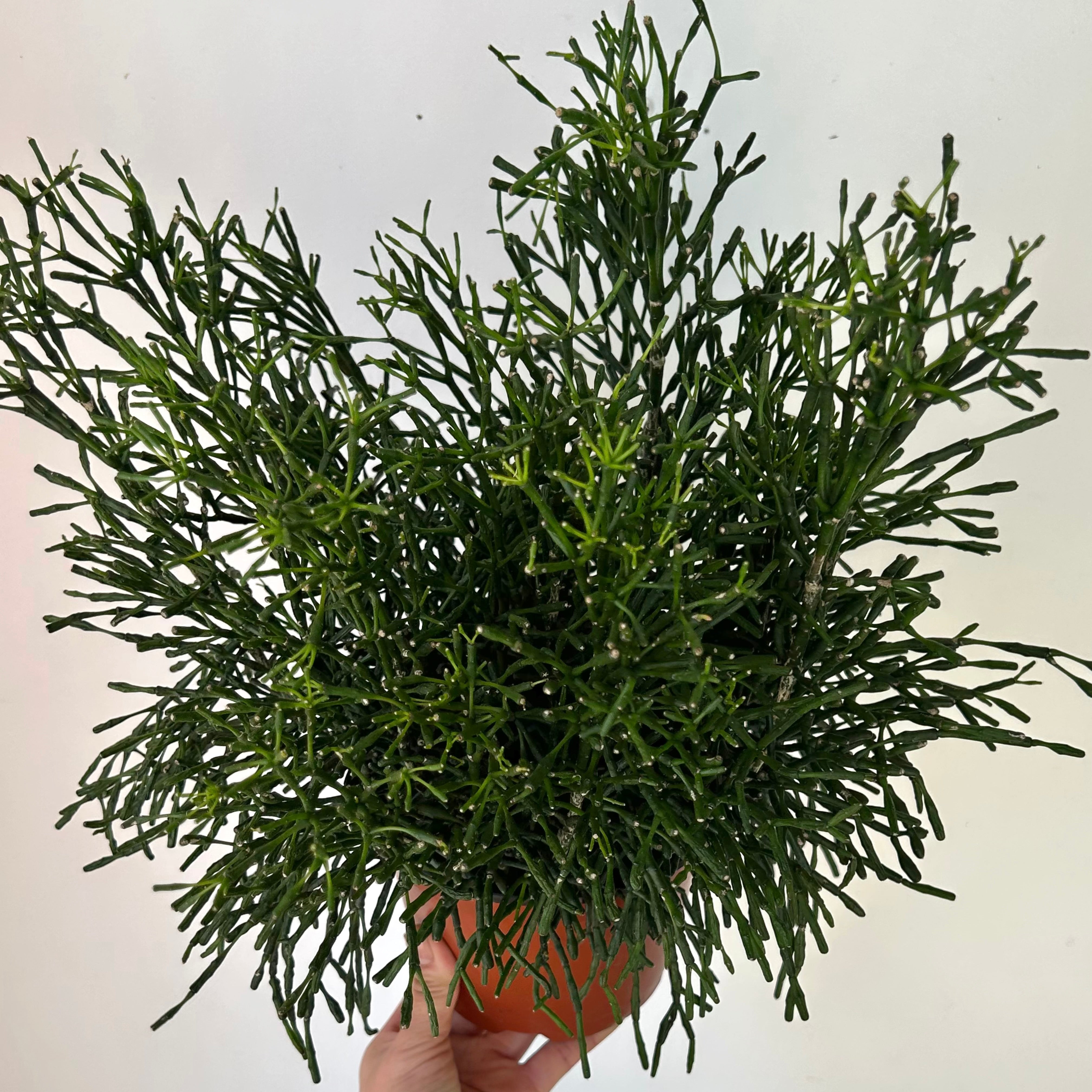 Bottle Cactus (Hatiora salicornioides ) 6” pot