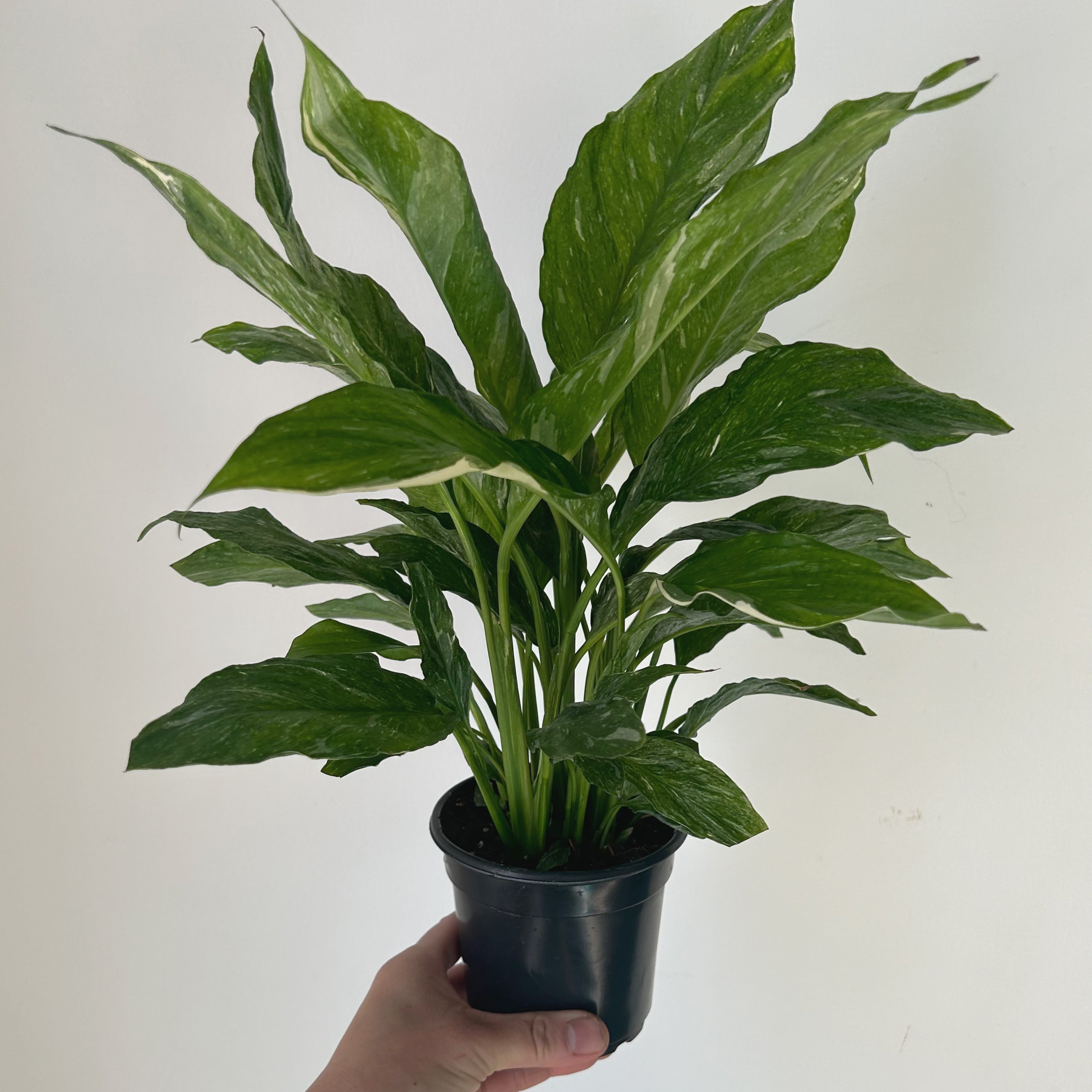 Variegated Peace Lily “Domino” 4”pot