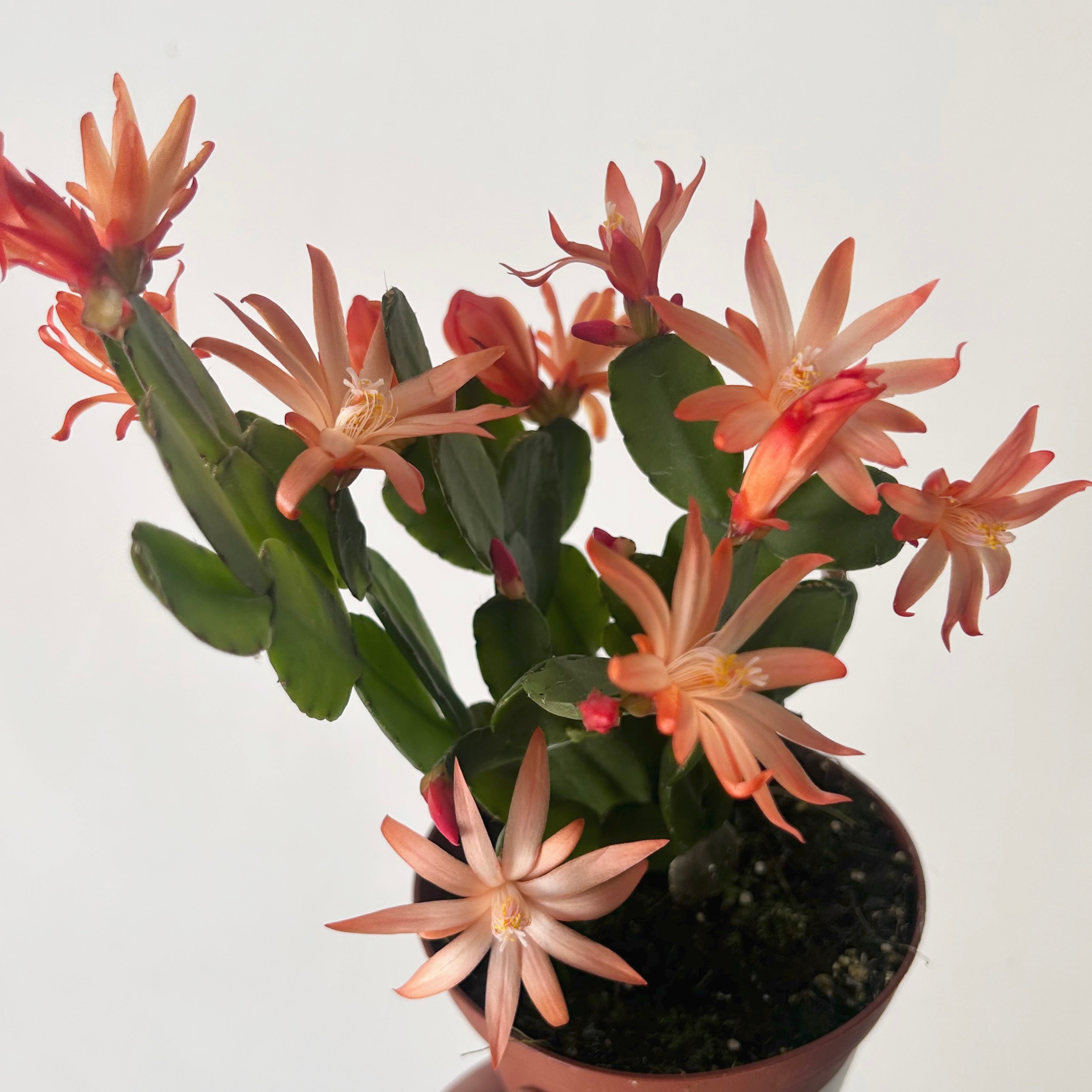 Easter Cactus (Rhipsalidopsis gaertneri ) 4”pot