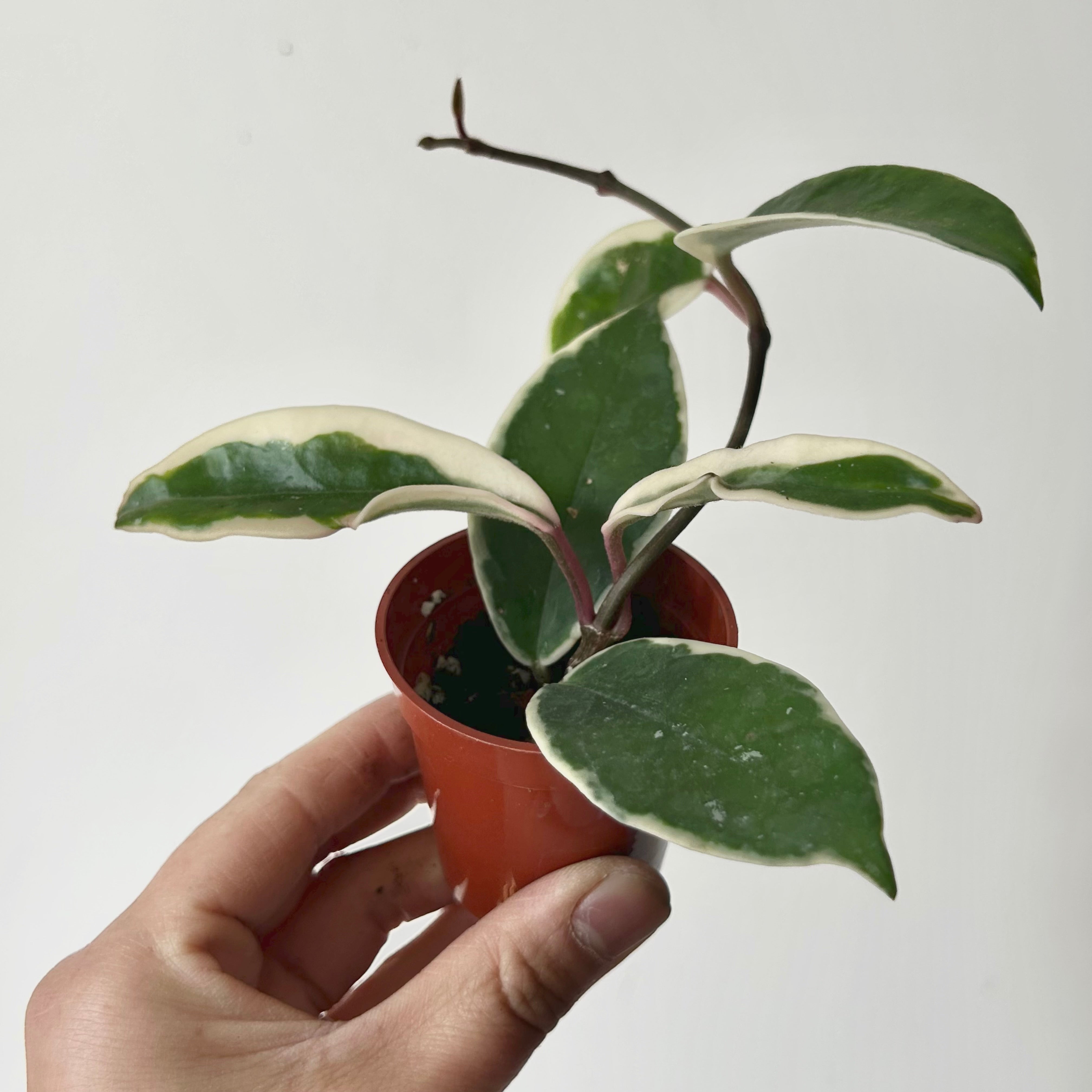 Hoya carnosa "Krimson Queen” 2.5”pot
