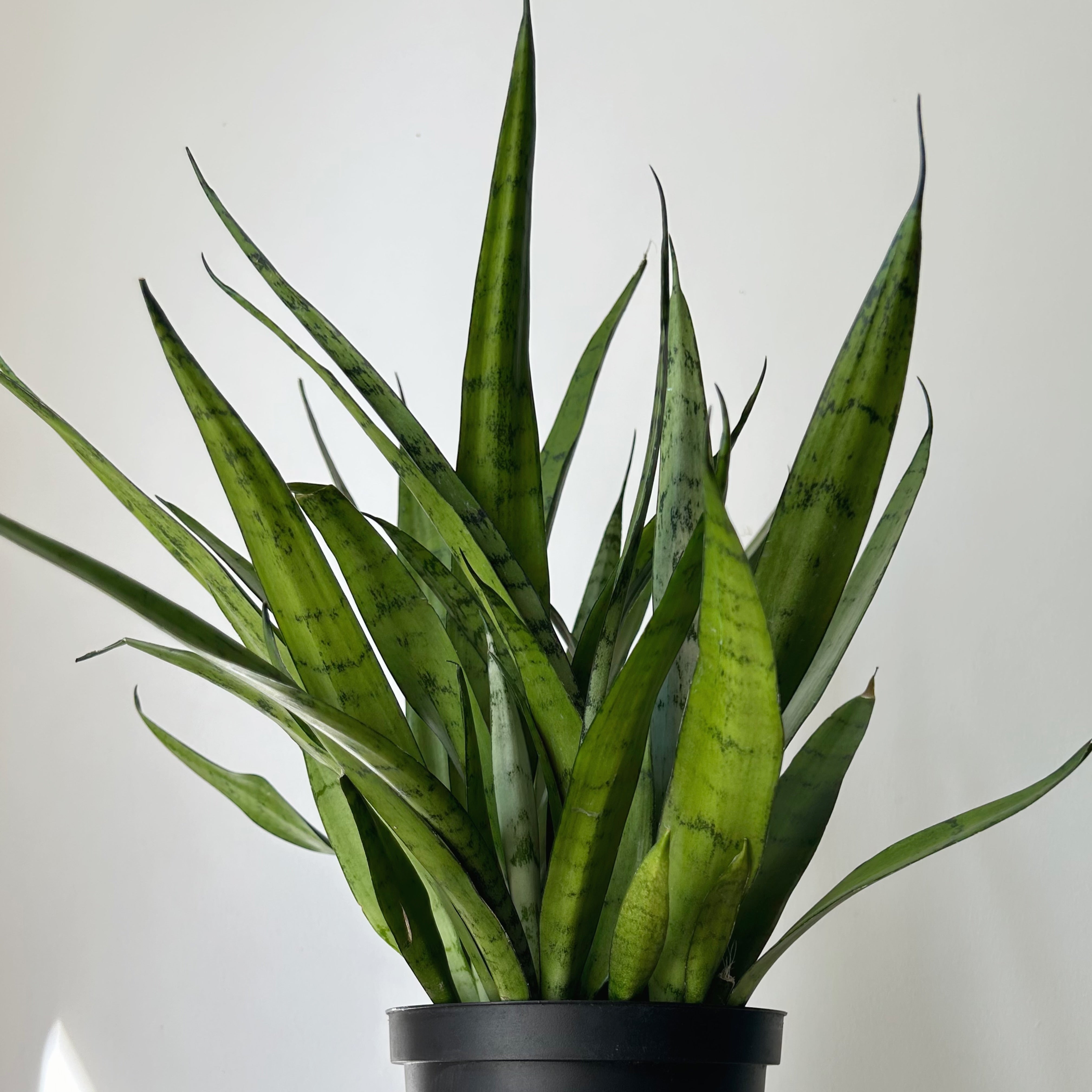 Sansevieria "Silver Streak"6”pot