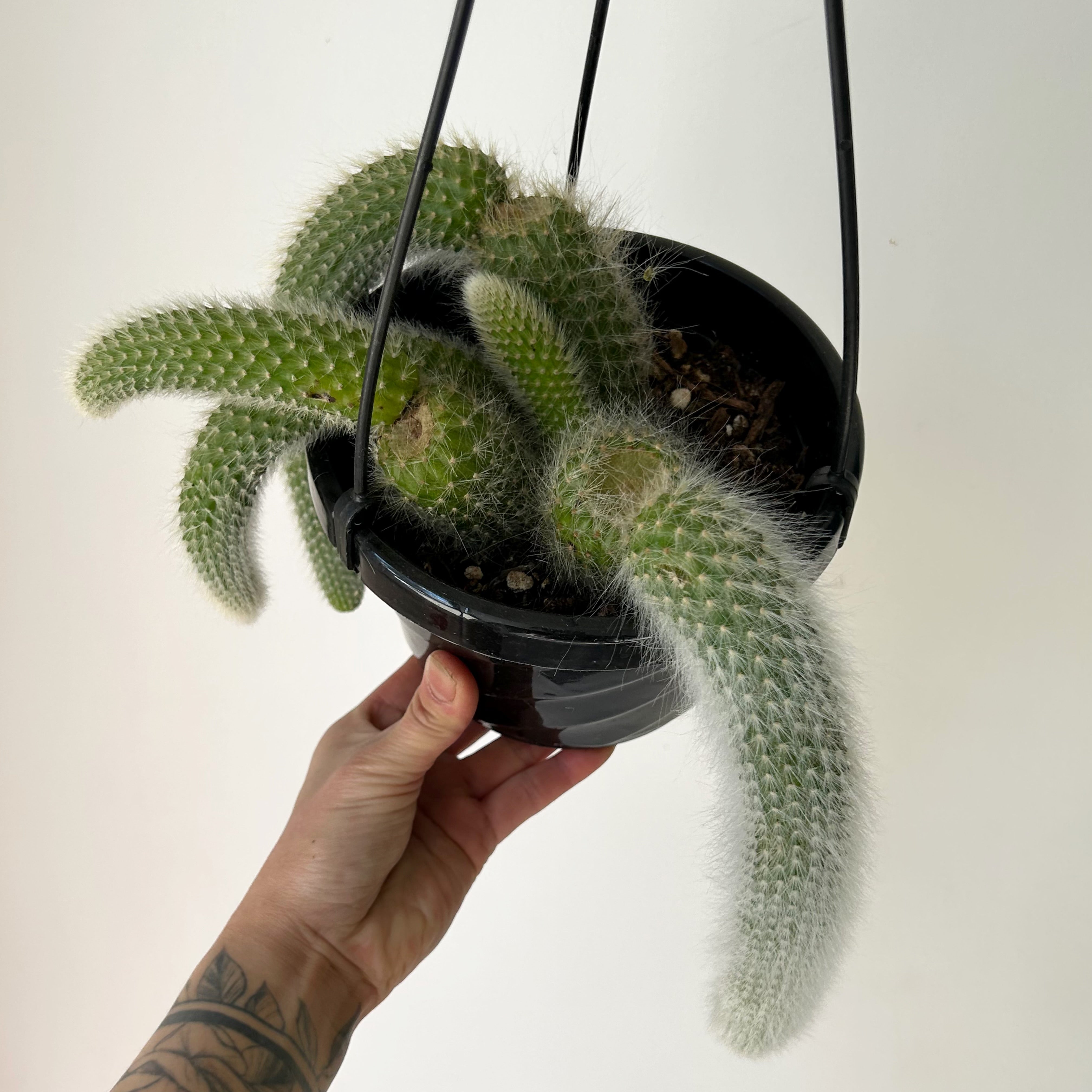 Monkey Tail Cactus (Cleistocactus colademononis) 6” hanging basket