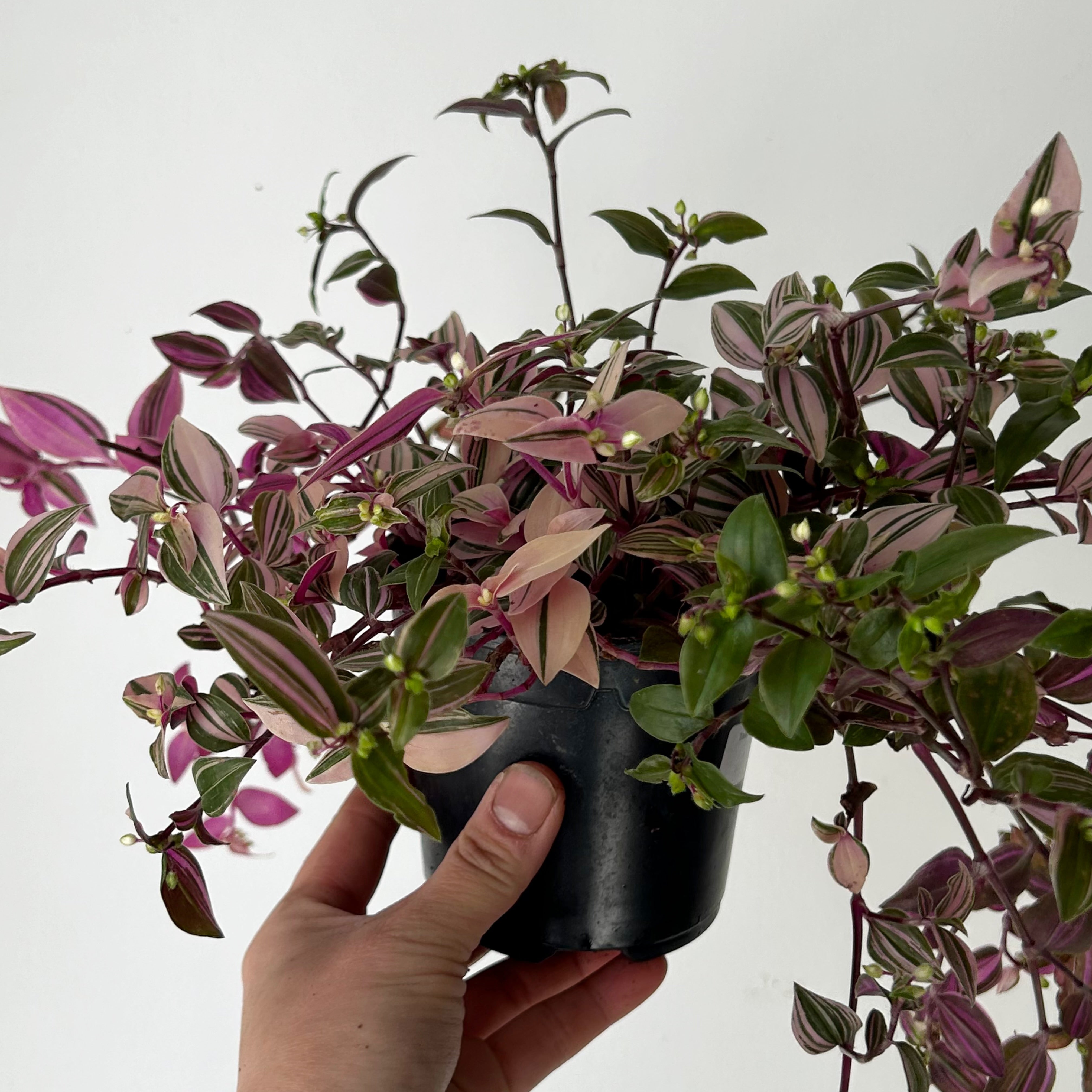 Tradescantia fluminensis Tricolour 4”pot