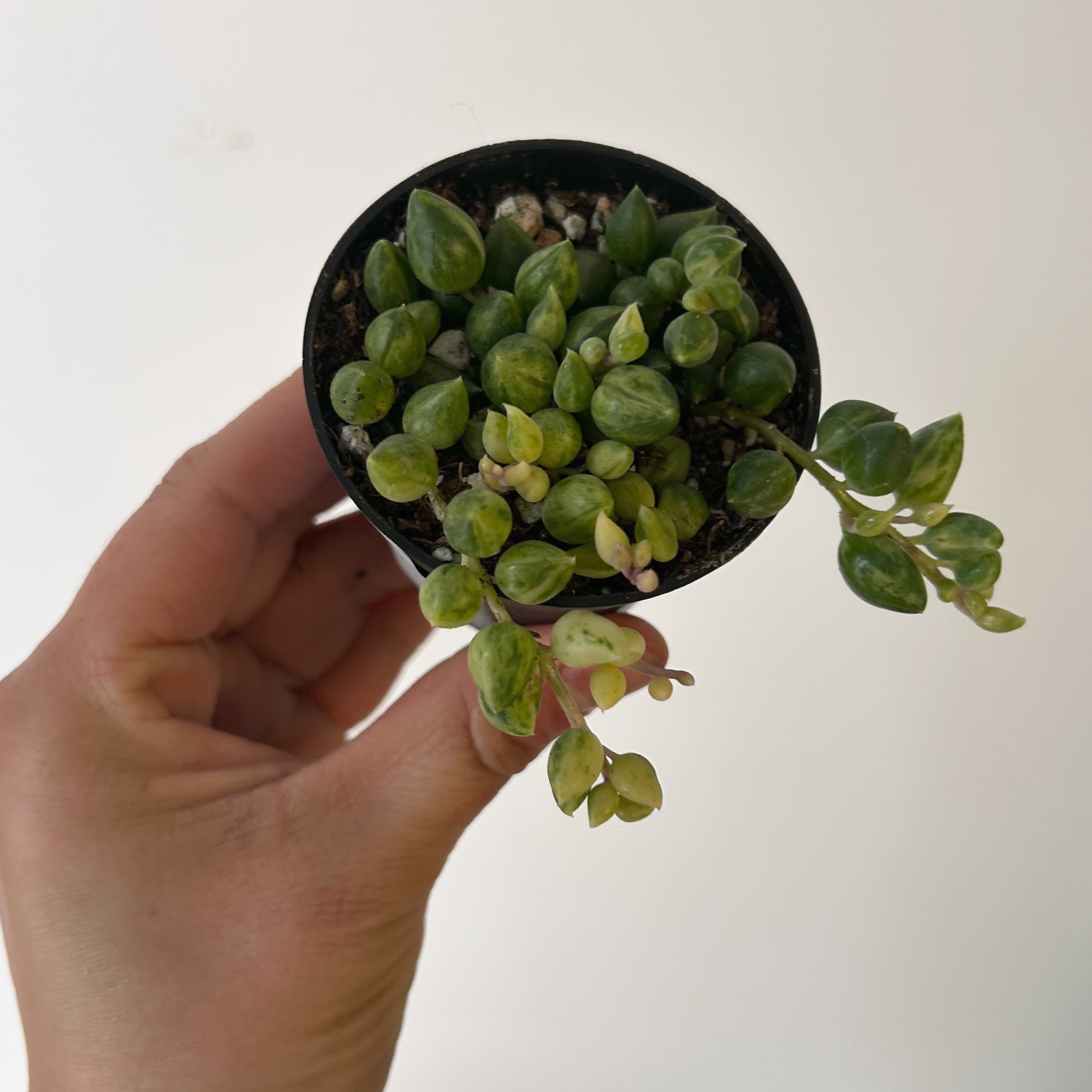 Variegated String of Tears Succulent (Senecio herreanus) 2.5” pot