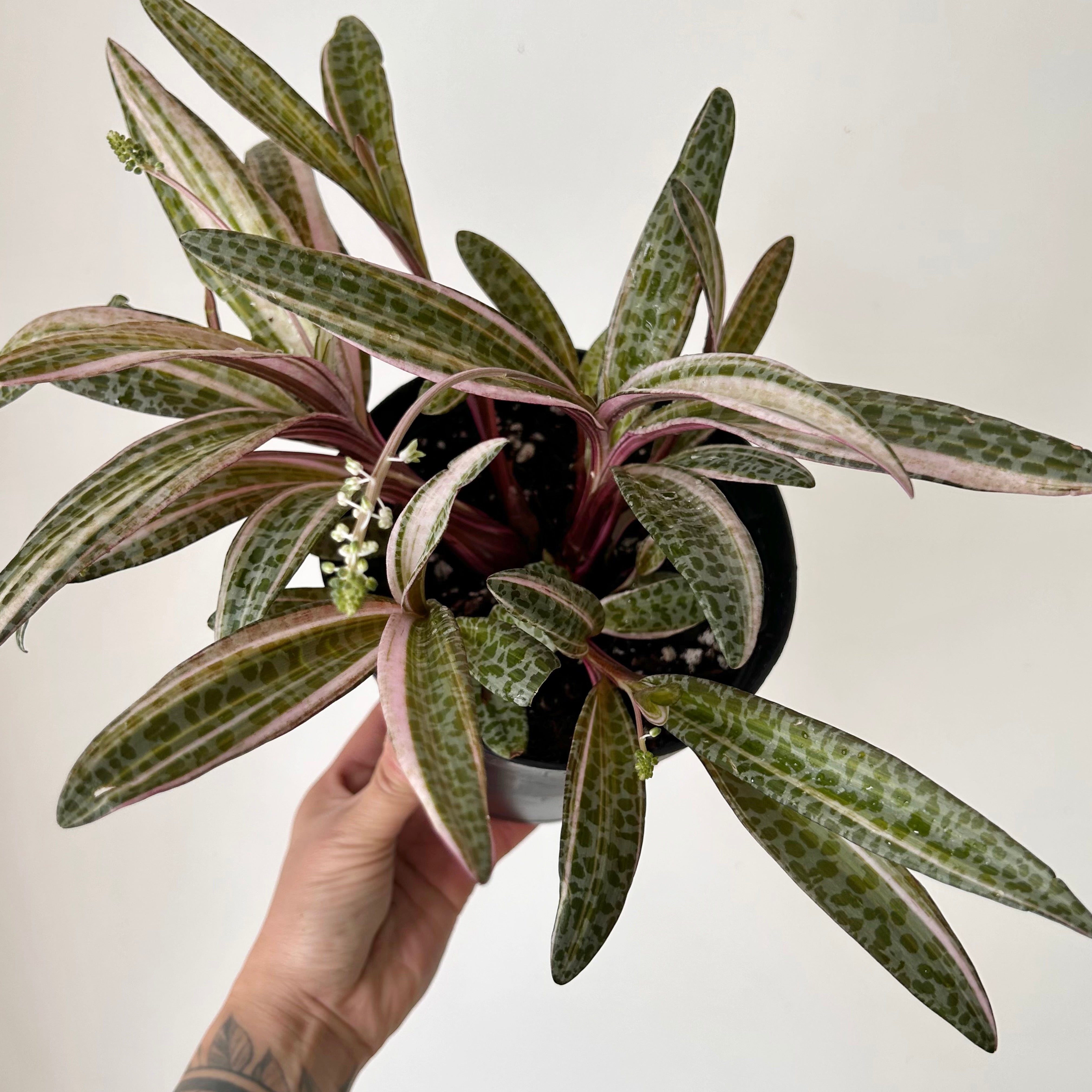 Pink Squill “Juda” 6”pot (Ledebouria socialis variegata)