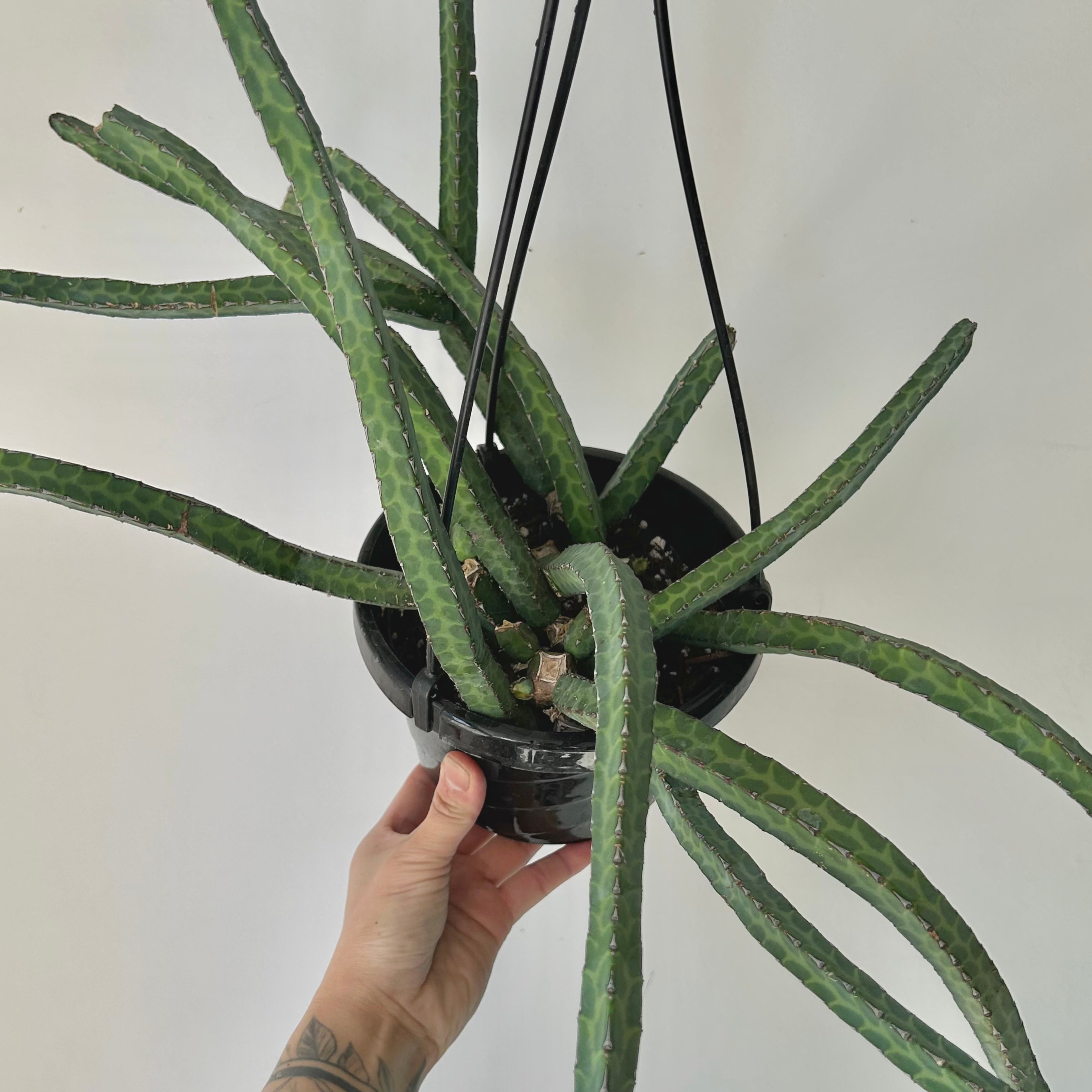 Euphorbia heterochroma 6” hanging basket