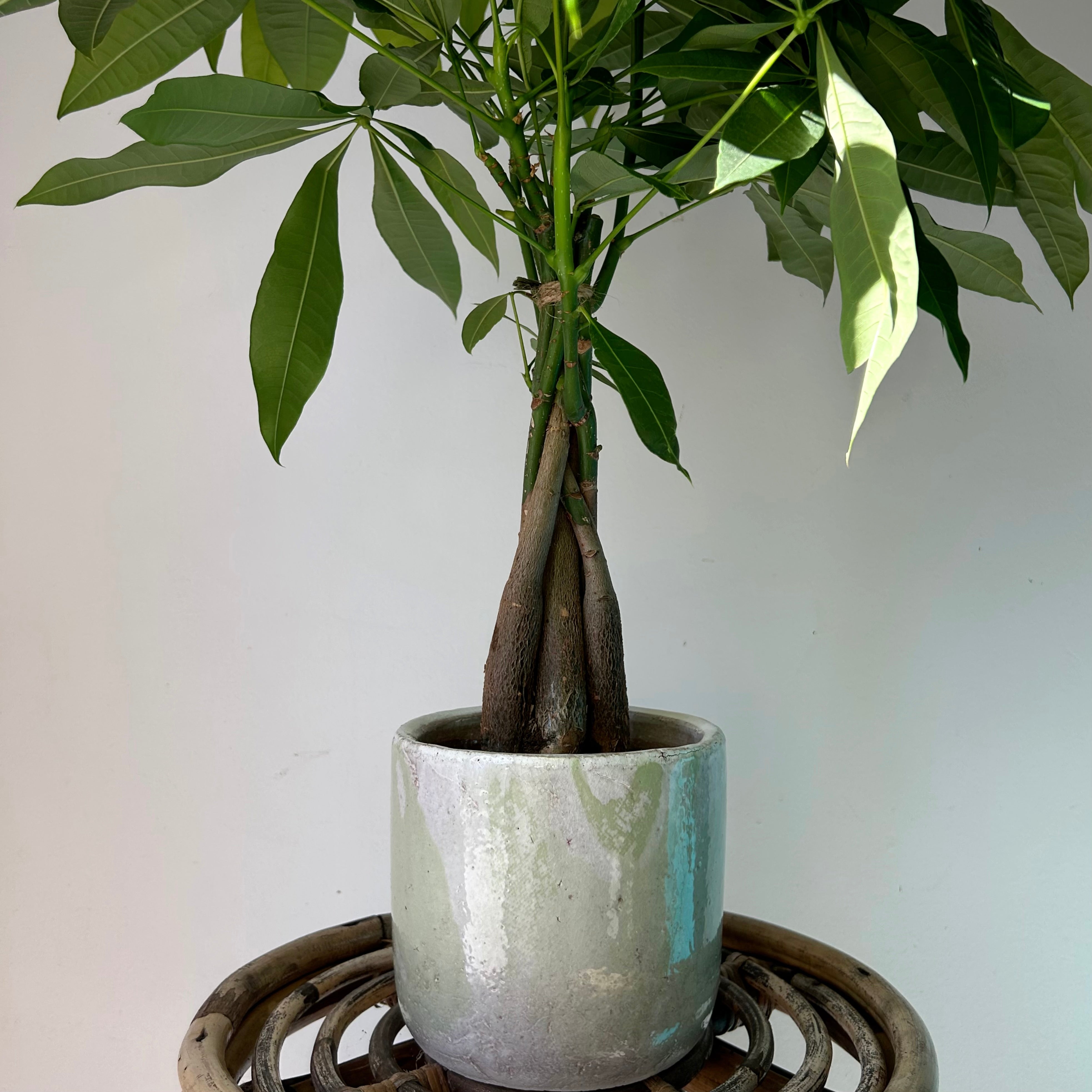 Money Tree (Pachira aquatica) 5”pot