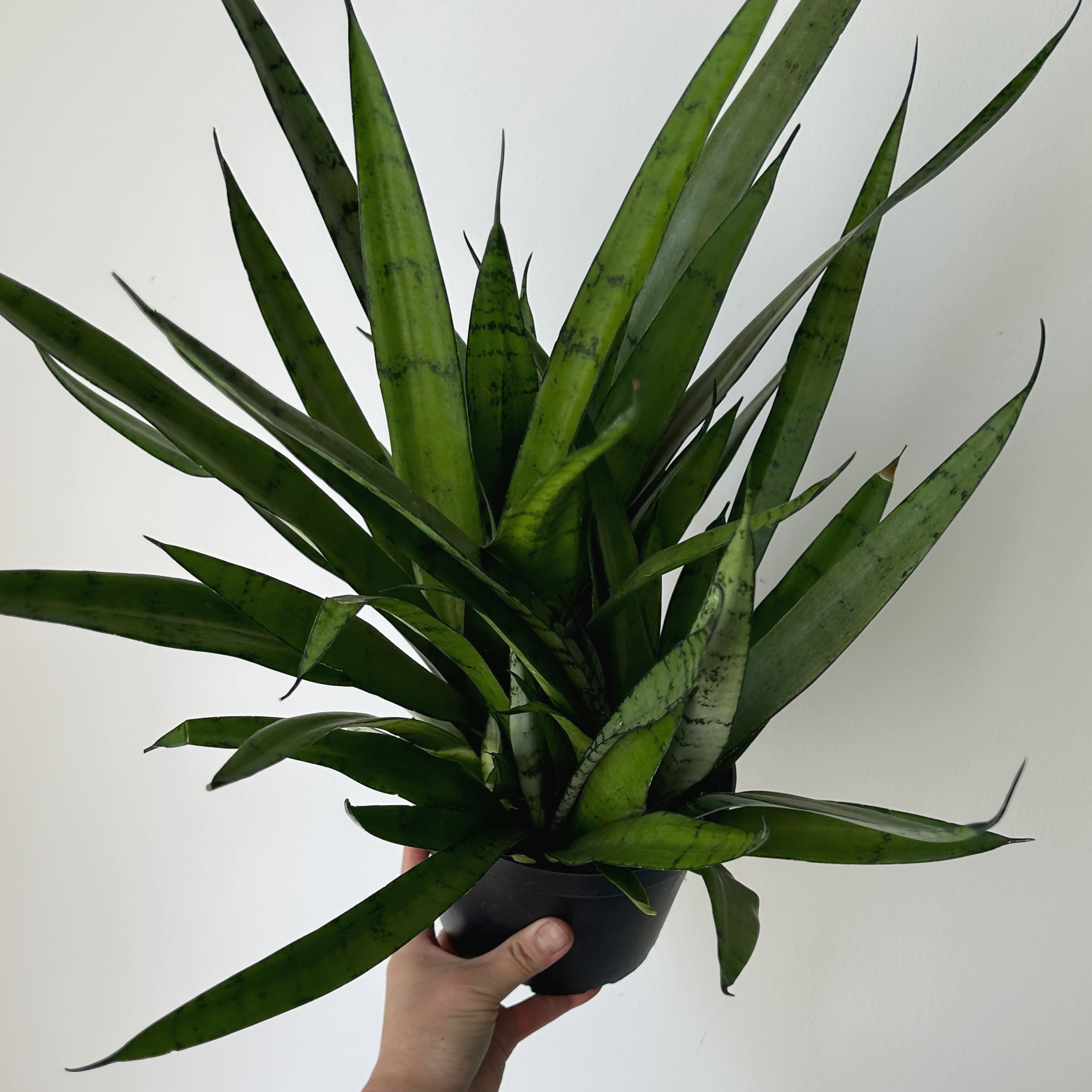 Sansevieria "Silver Streak"6”pot