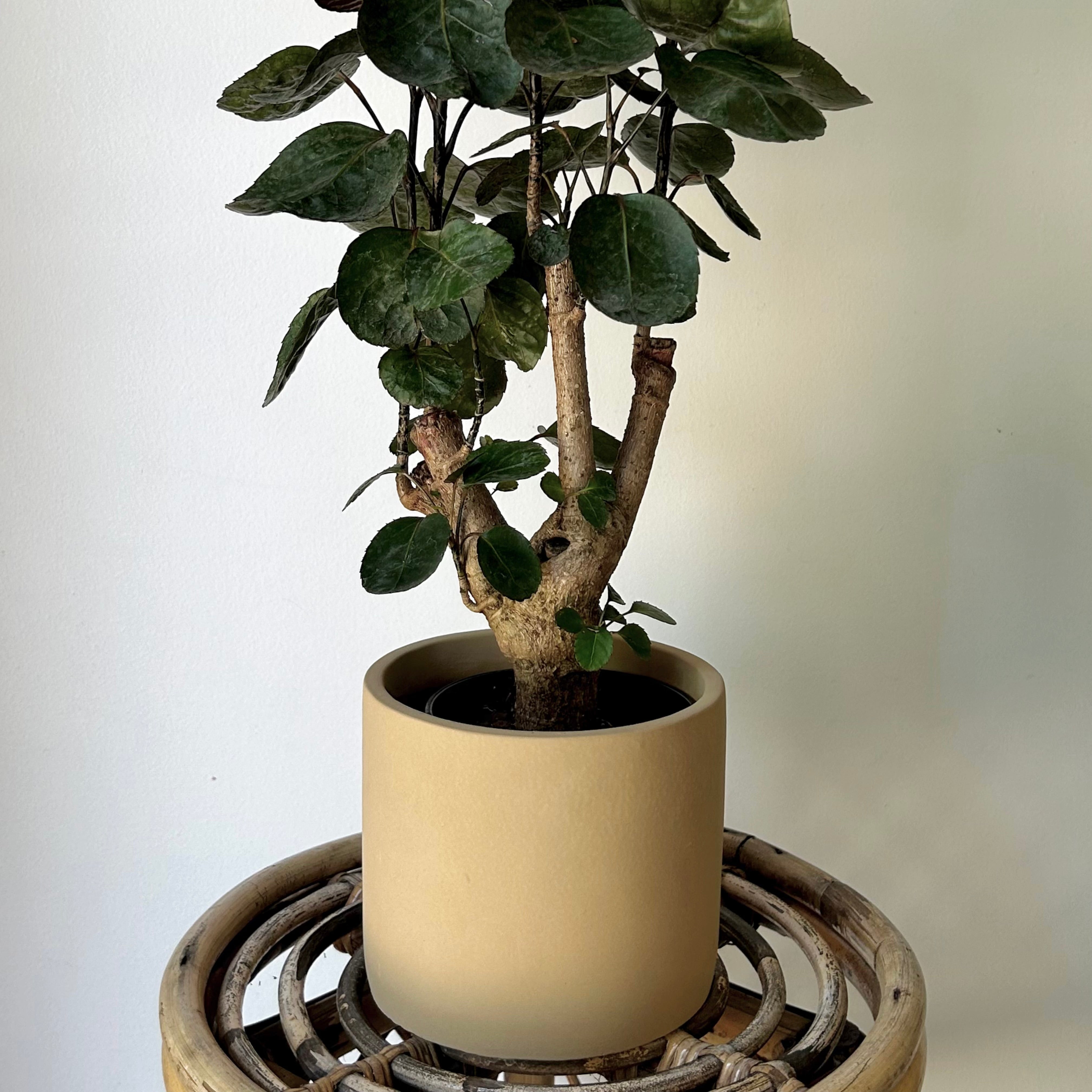 FAYE Cylindrical Clay decorative pot (5”x5”)