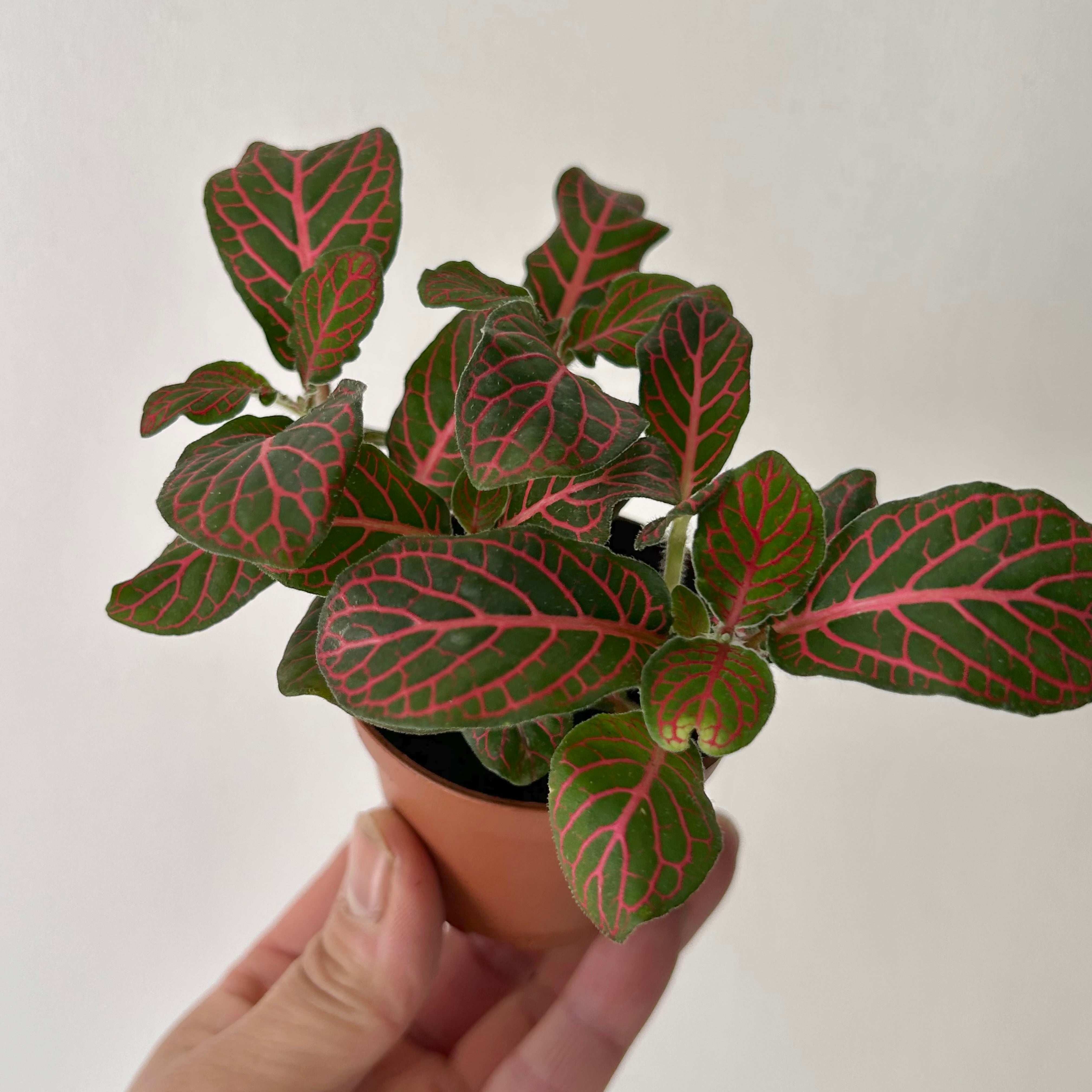 Red Nerve Plant (Fittonia) 3”pot