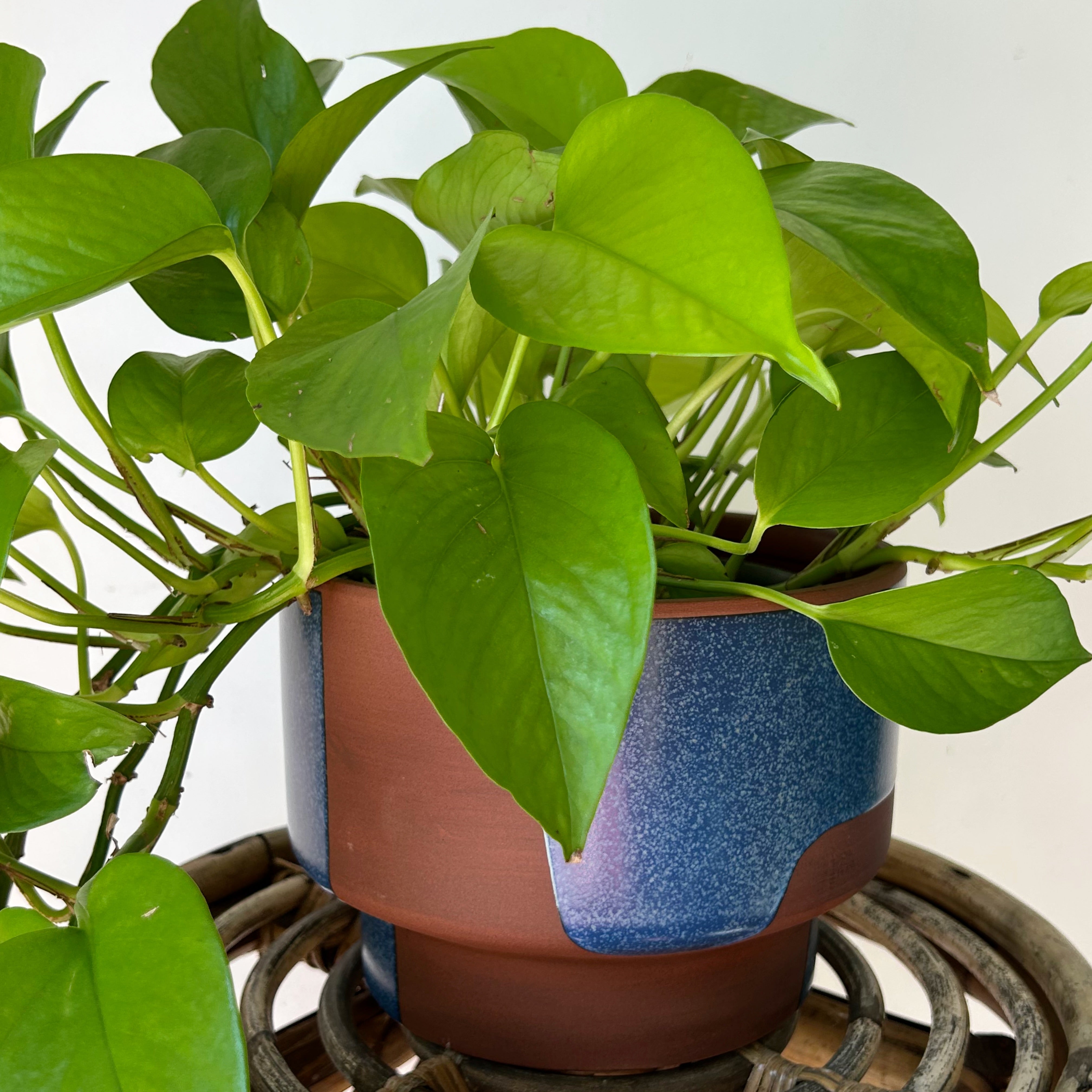 SHANTI Shallow Decorative Pot (7”x5”)