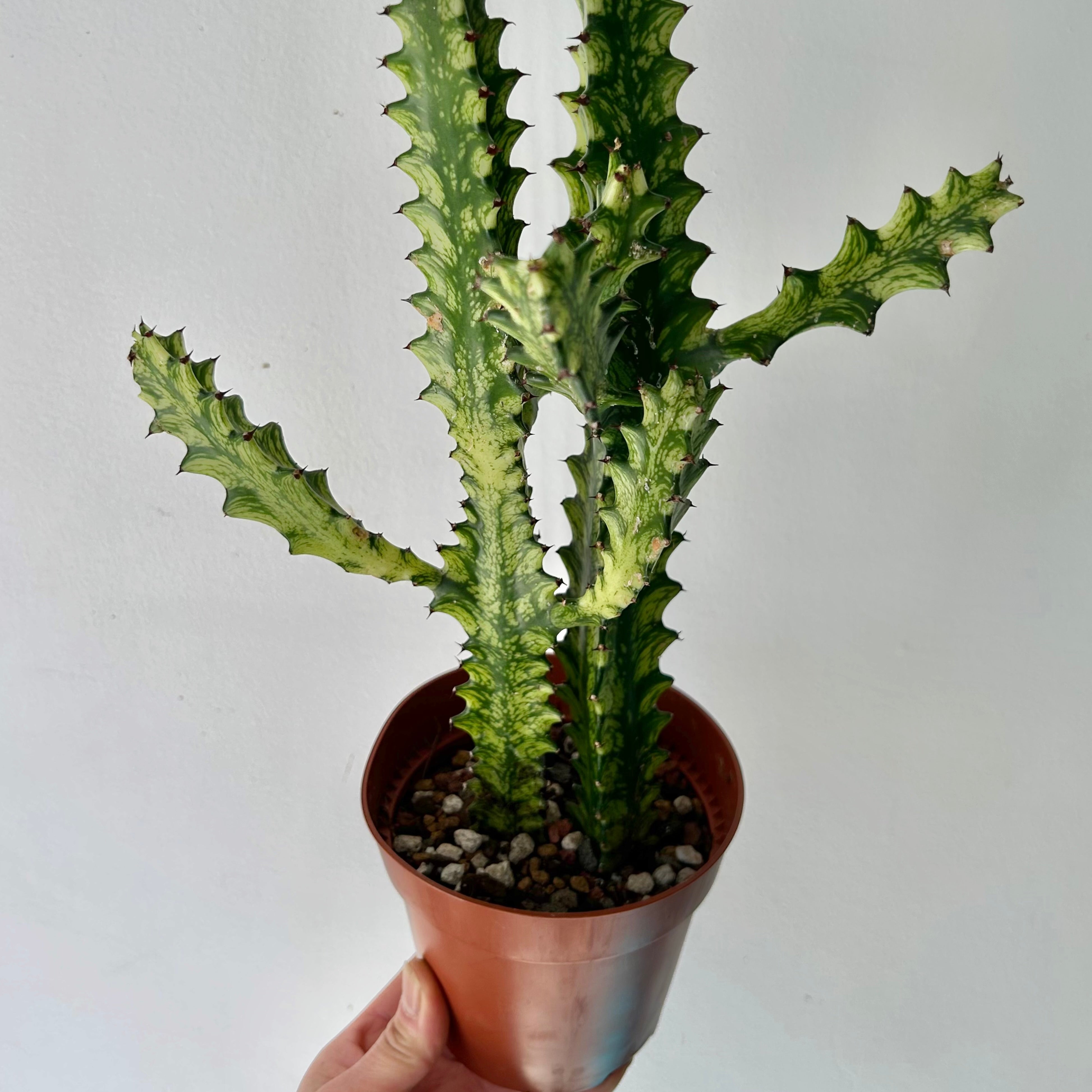 Euphorbia trigona variegata in 5”pot