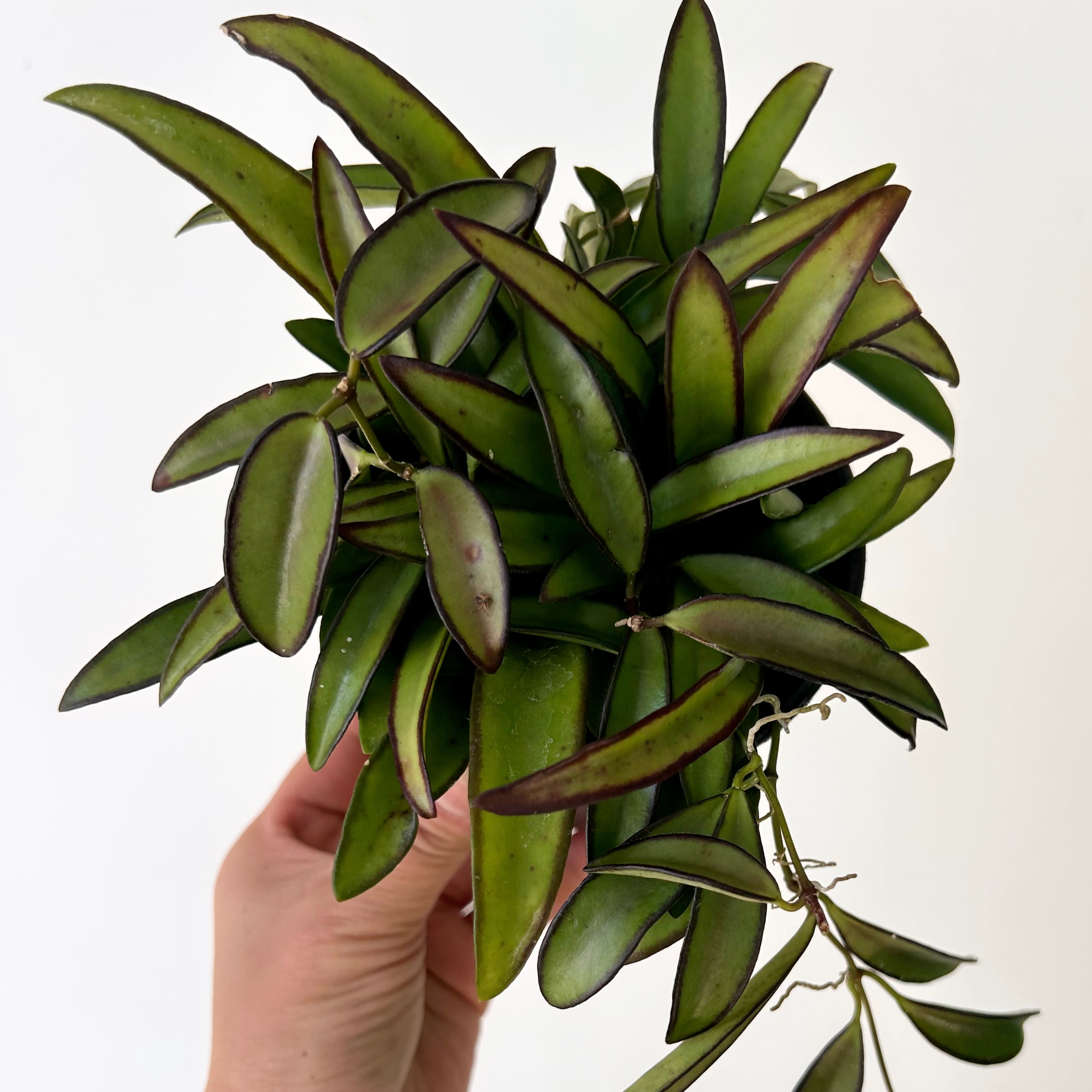 Hoya wayetii 4” pot