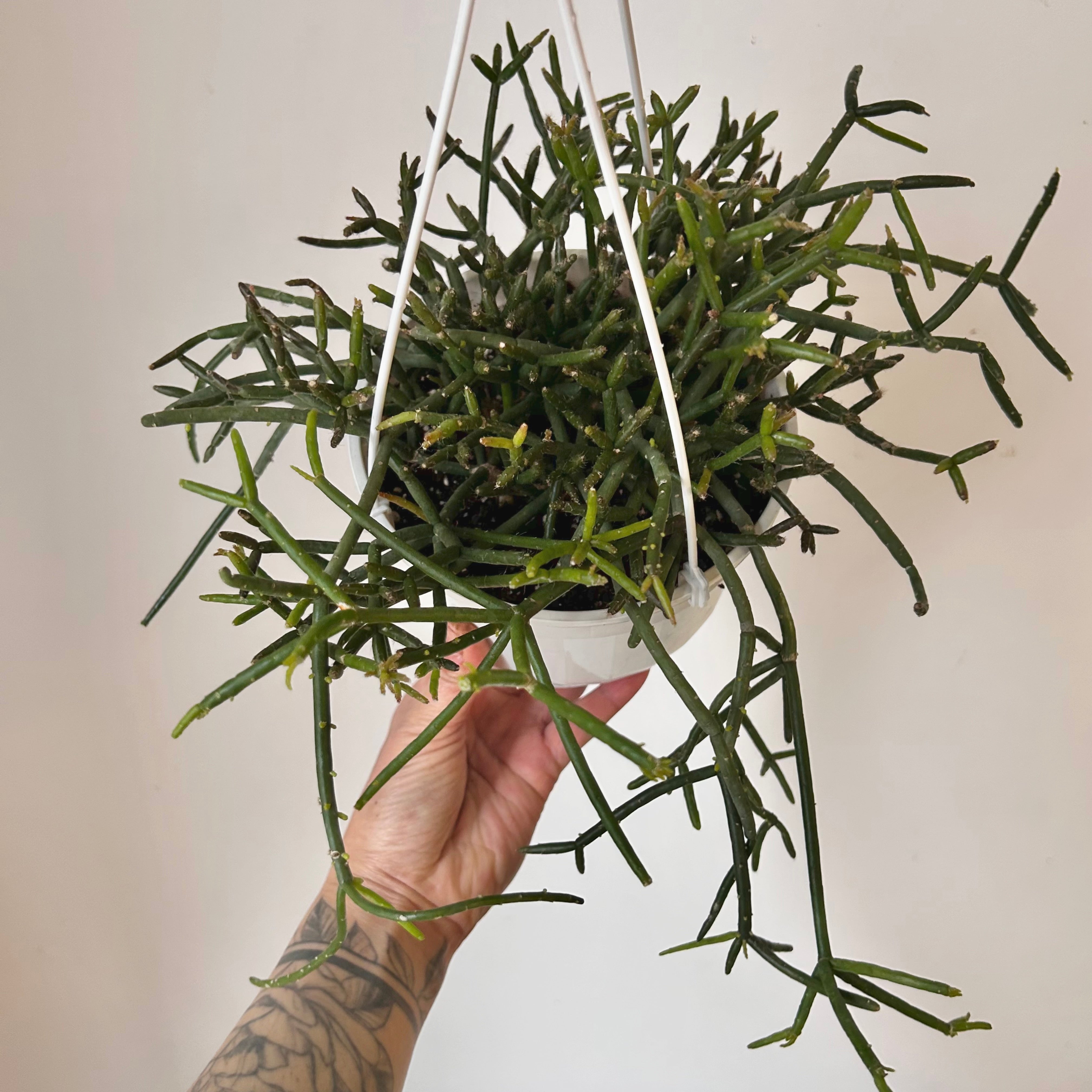 Rhipsalis burchellii 6” hanging basket