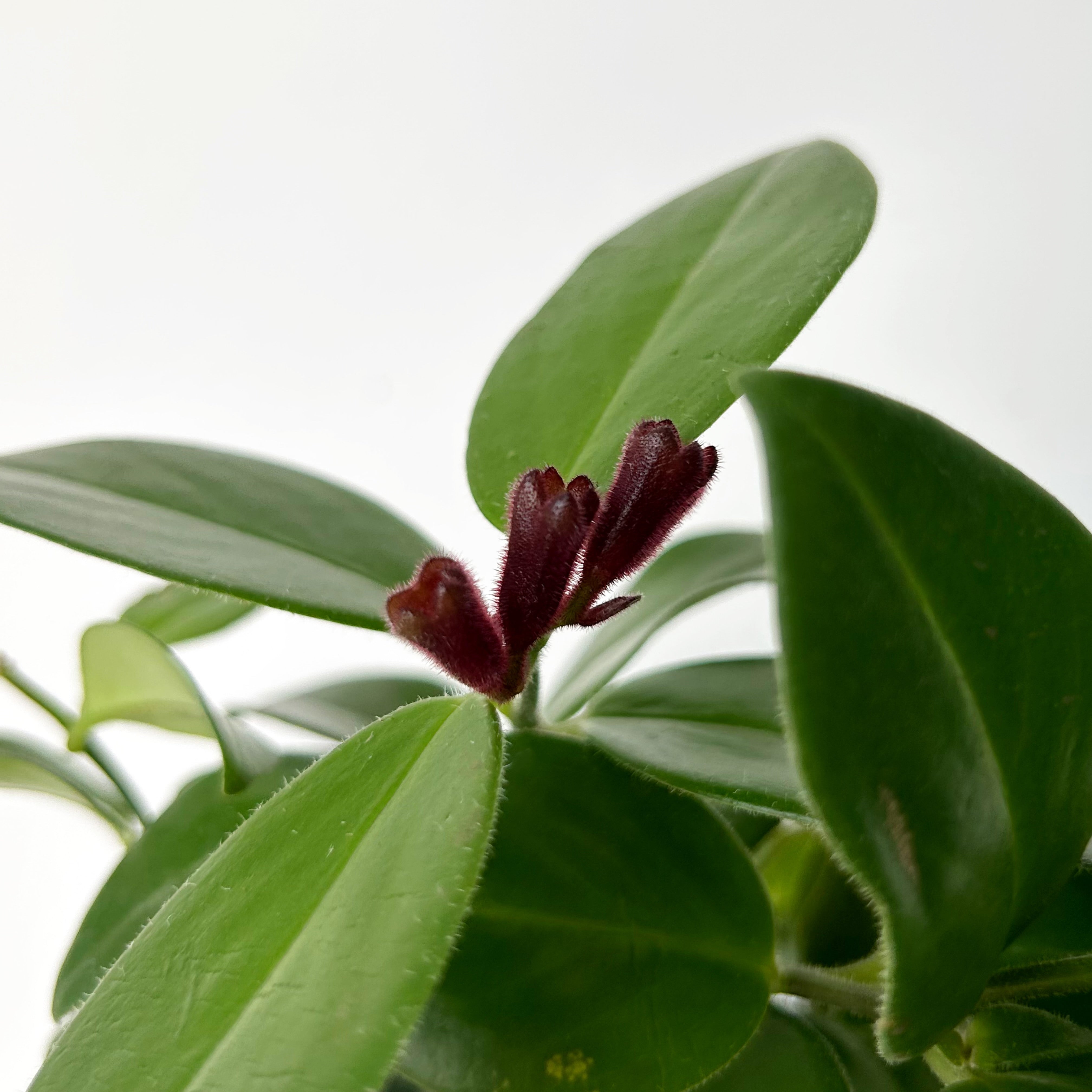 Mona Lisa Lipstick Plant (Aeschynanthus) 4”pot