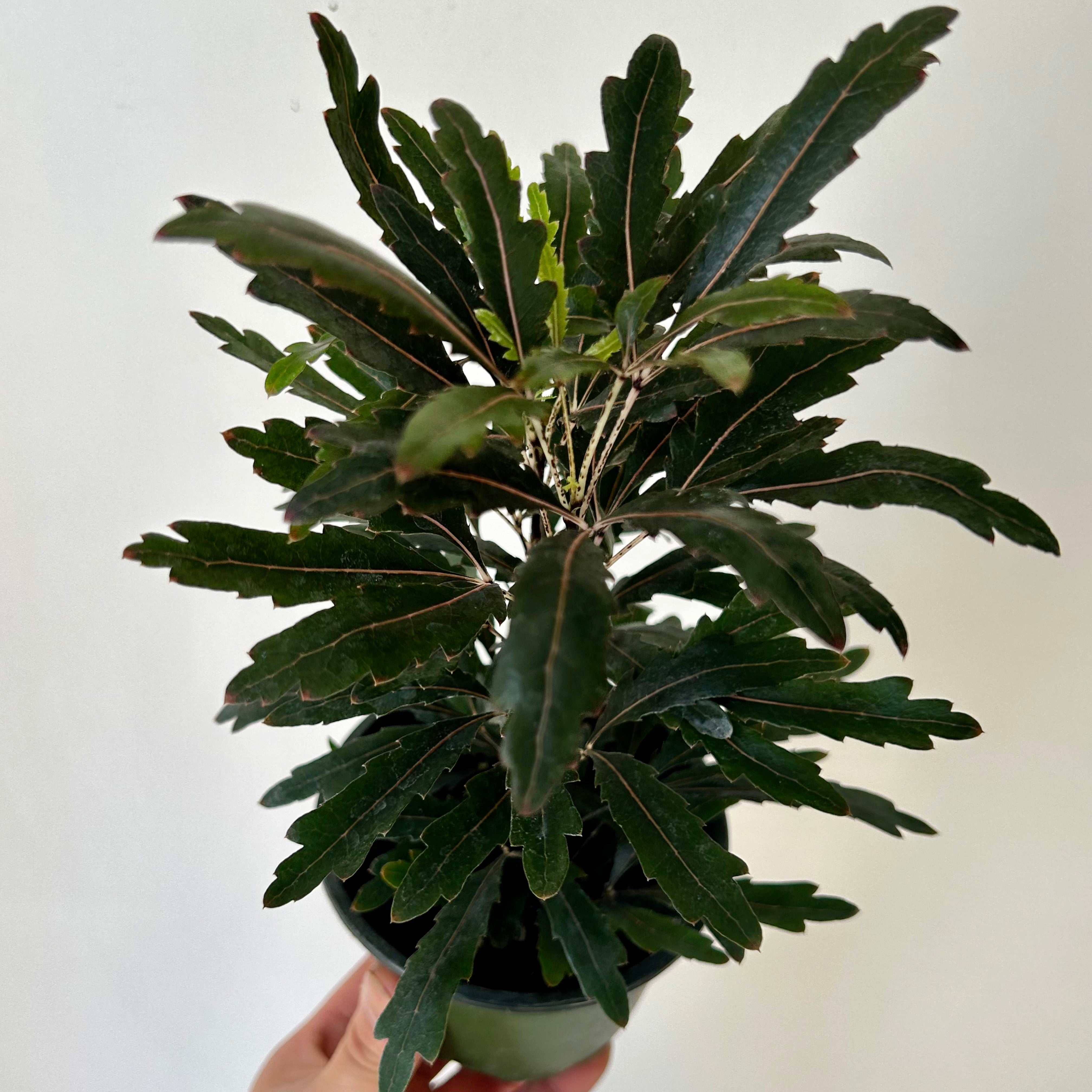 False Aralia (Plerandra elegantissima)4” pot