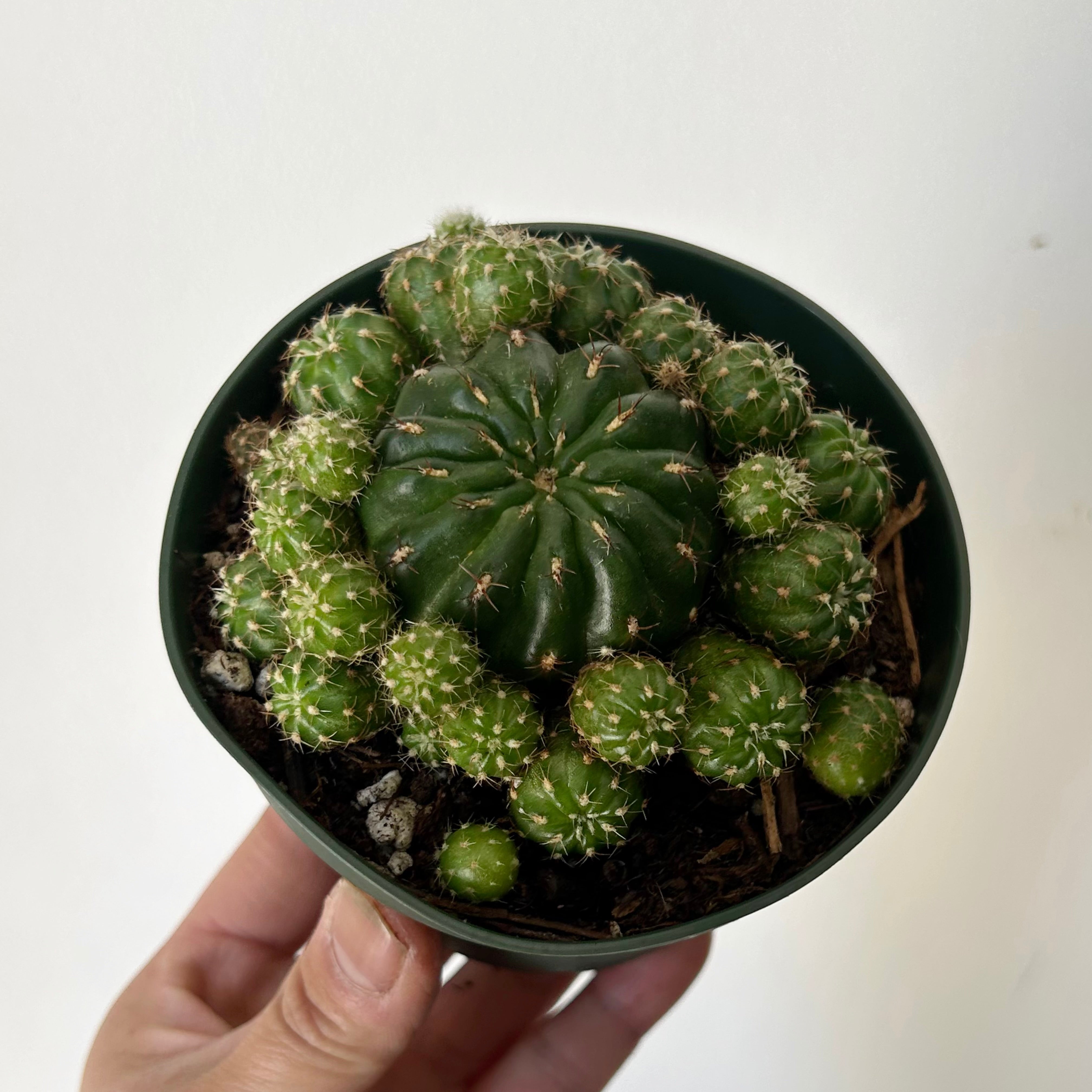 Matucana Polzii 4” pot