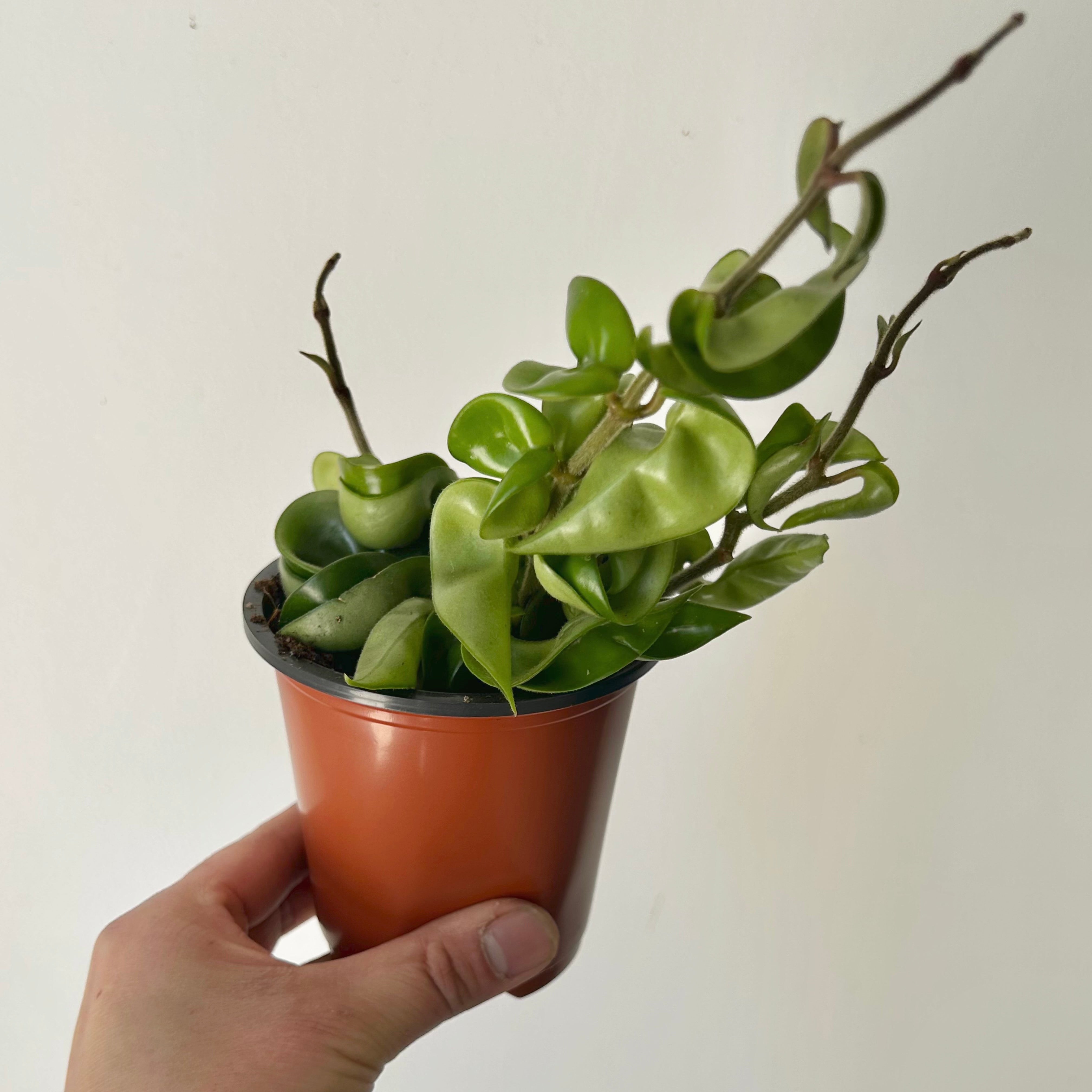 Hoya Carnosa Compacta (Rope Hoya) 3.5”pot