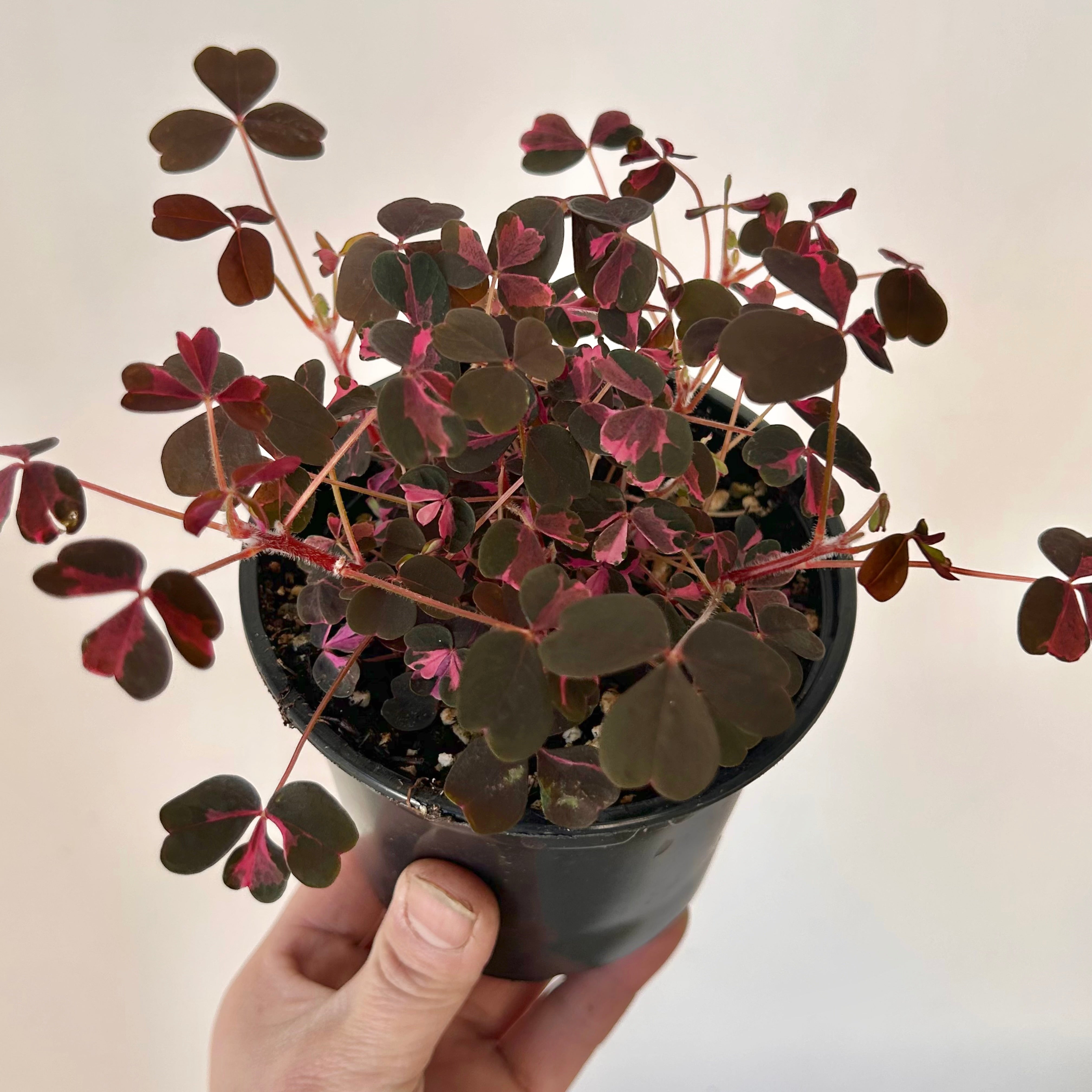 Oxalis vulcanicola “Plum Crazy” 4” pot