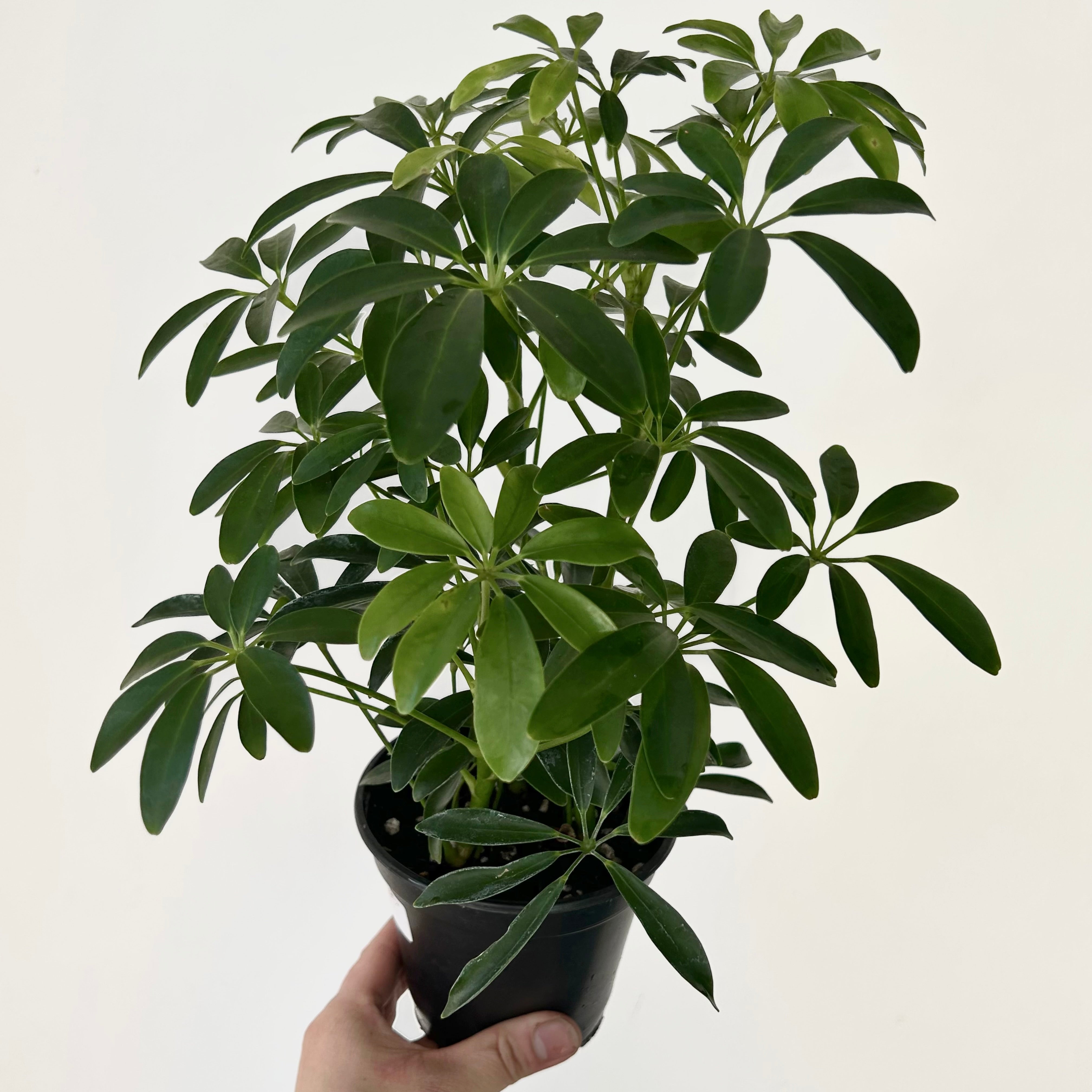 Dwarf Umbrella Tree (Schefflera arboricola) 4”pot