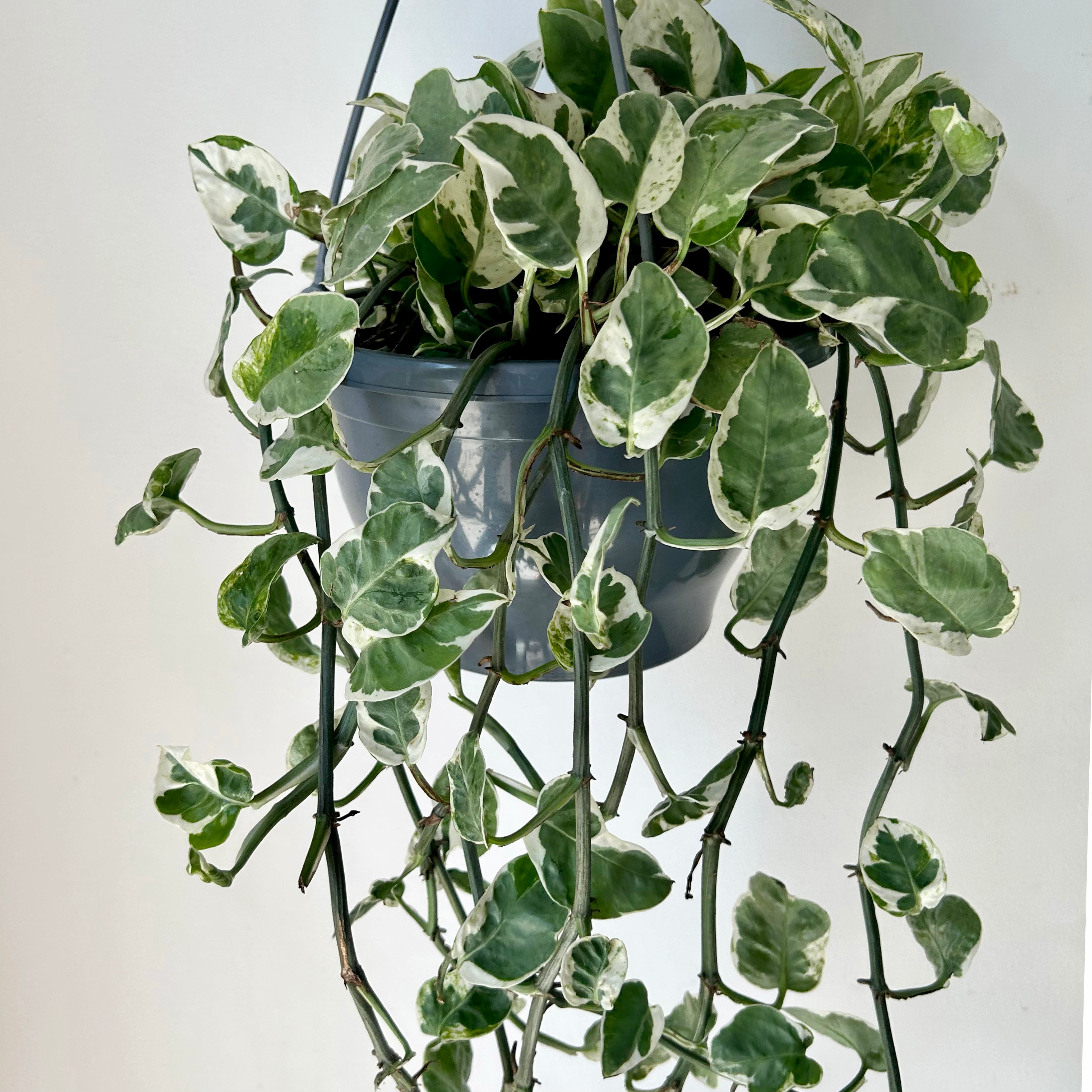 Pothos Pearl and Jade 8” Hanging Basket