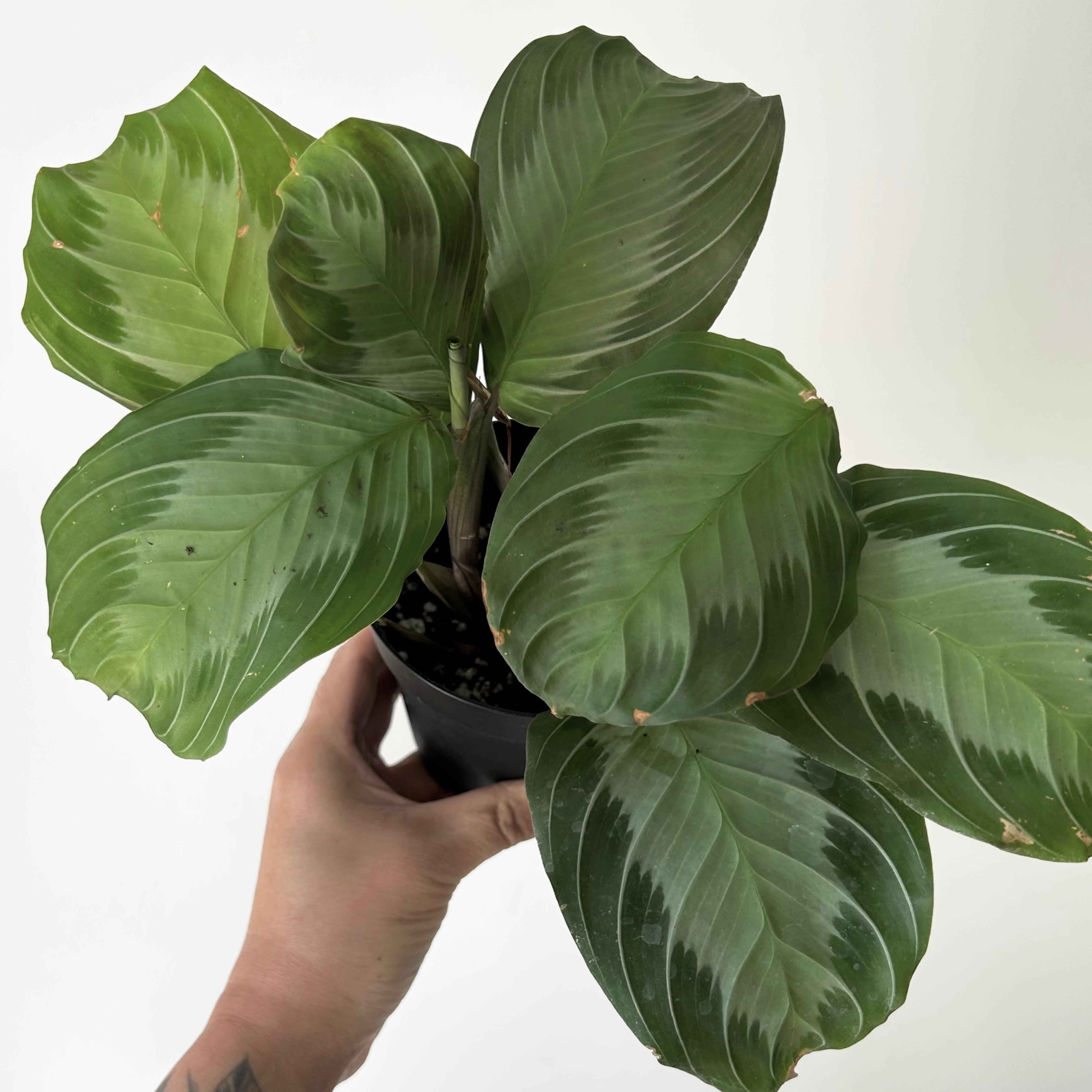 Maranta Leuconeura “Silver Band” 4”pot