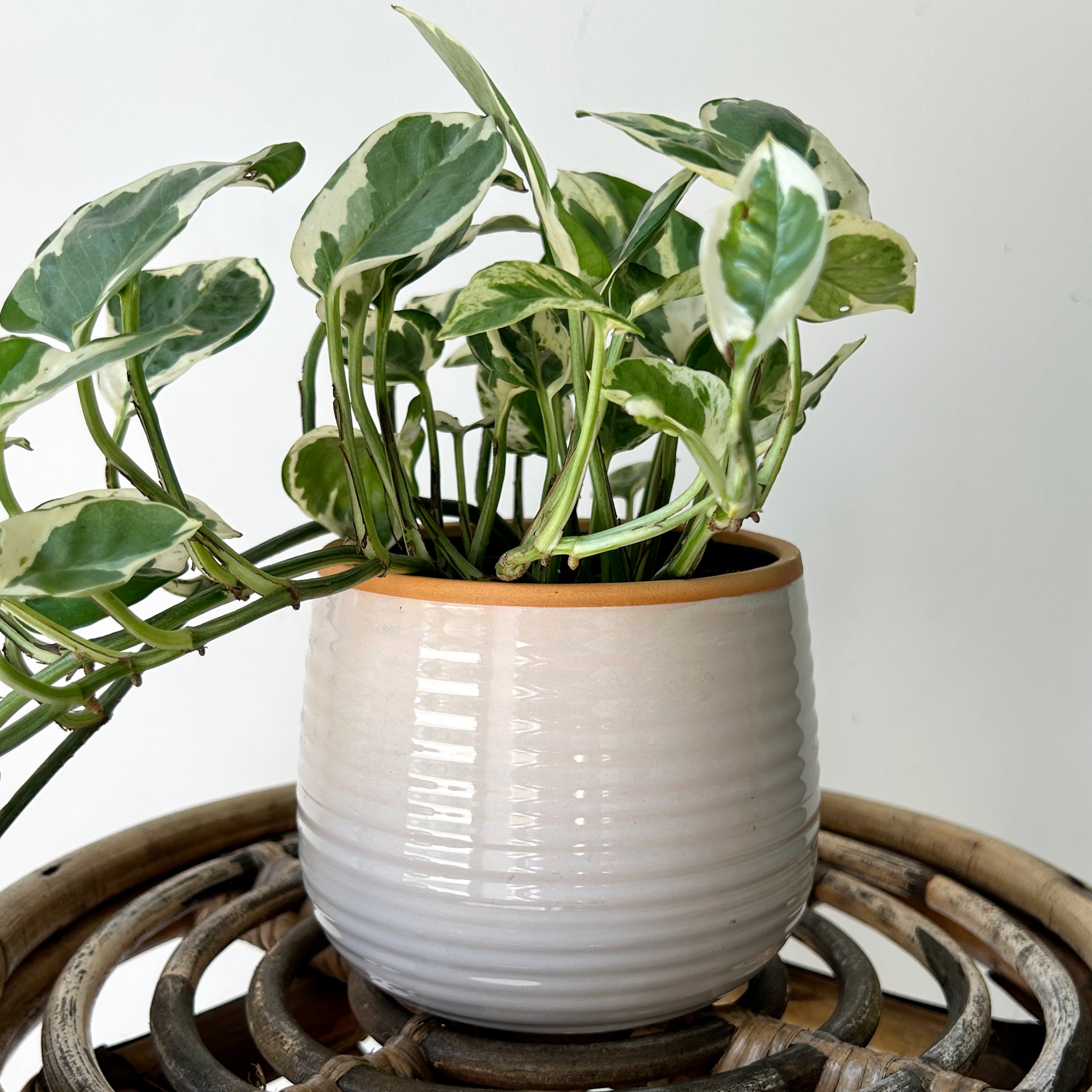 HOLLAND Decorative Pot (4.5”x4”)