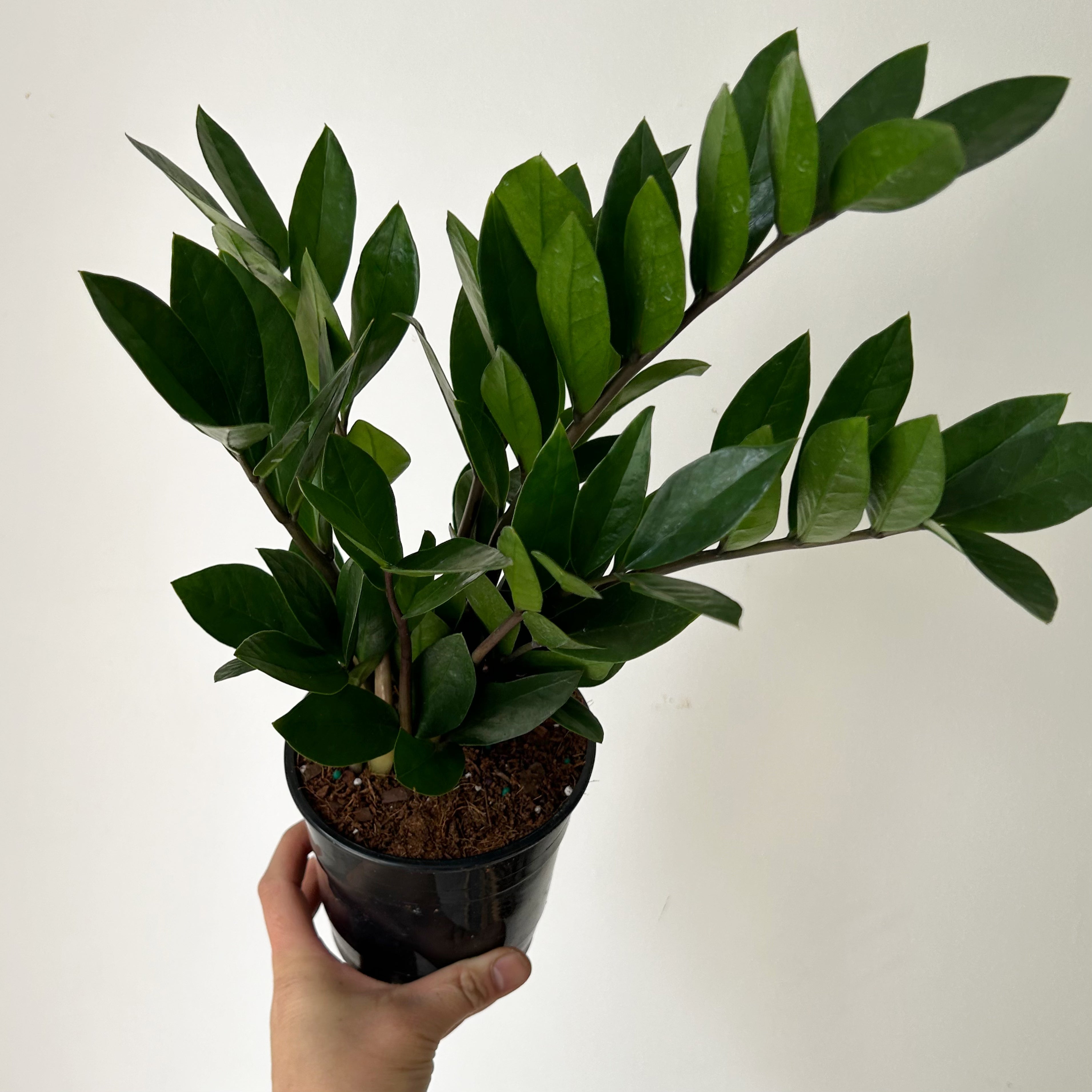 ZZ Plant (Zamioculcas Zamiifolia) 5”pot