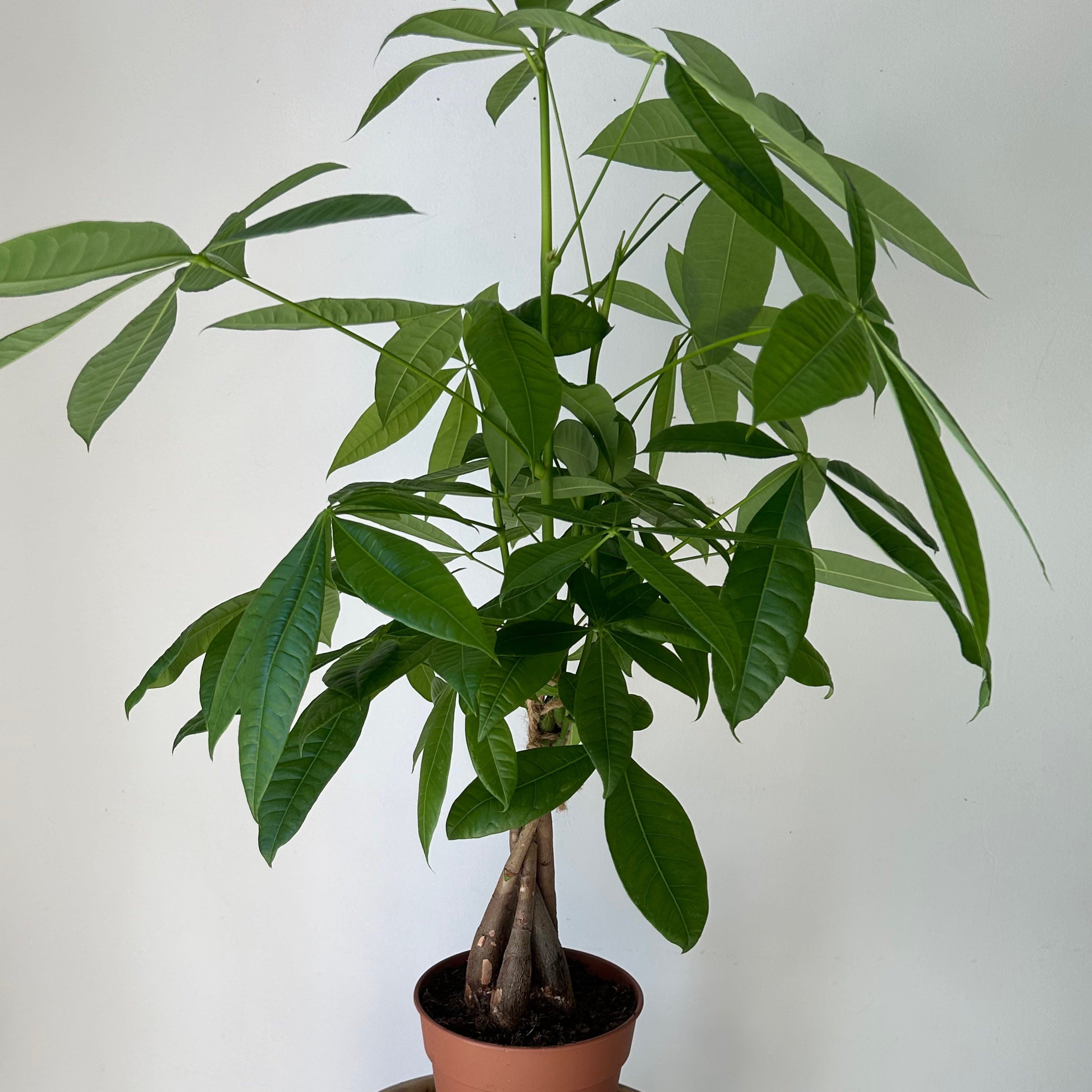 Money Tree (Pachira aquatica) 5”pot