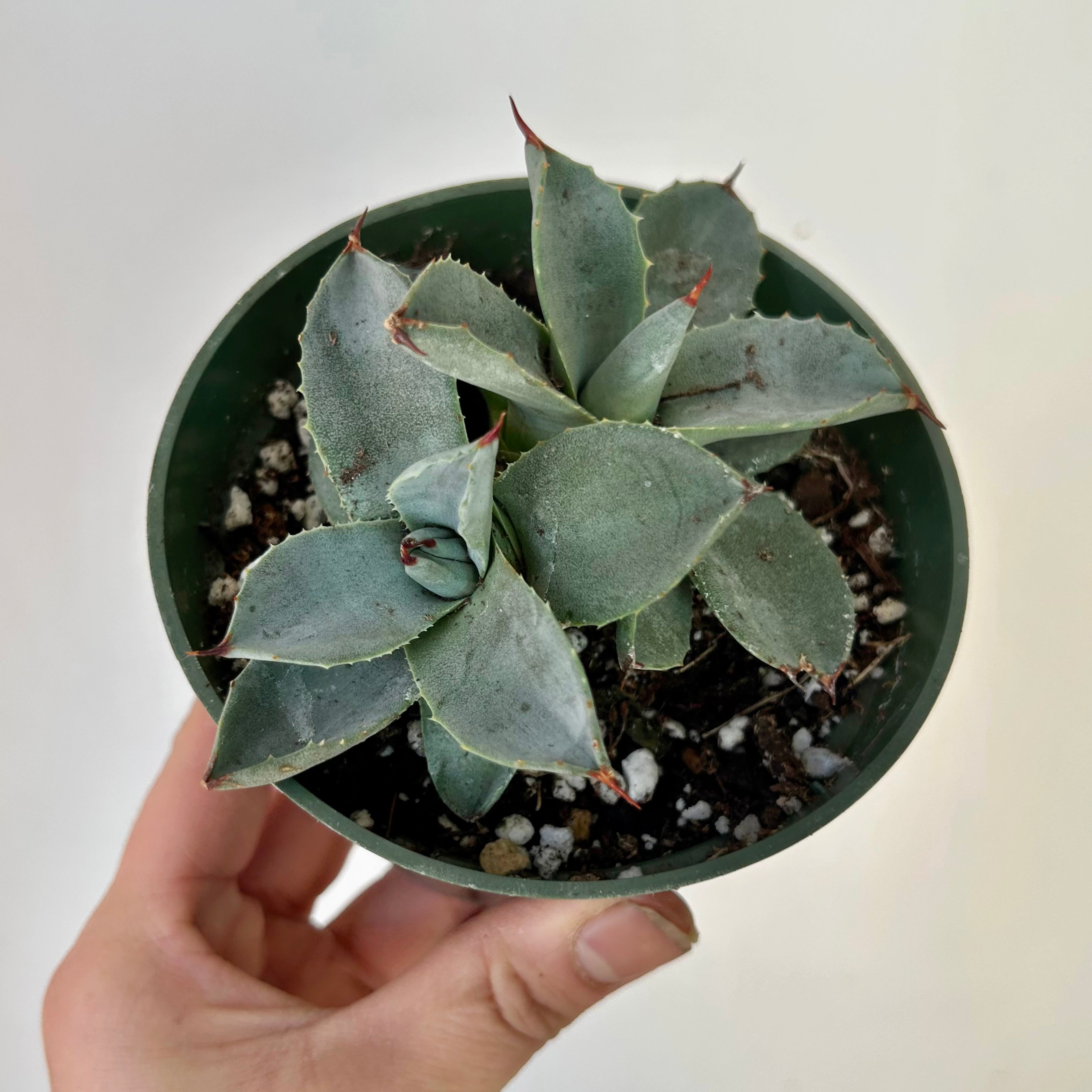 Agave parryi 4”pot