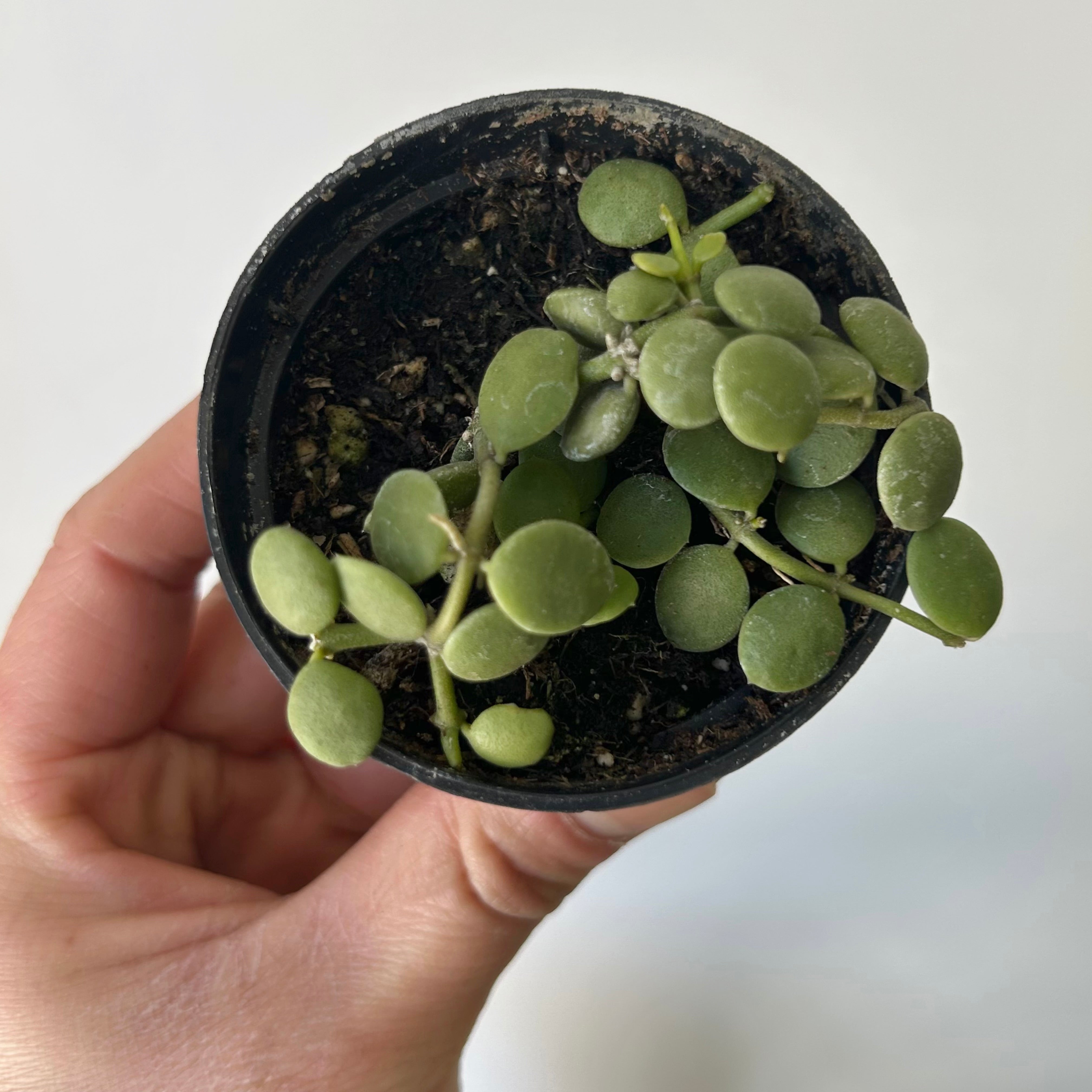 String of Nickles (Dischidia nummularia) 2.5” pot