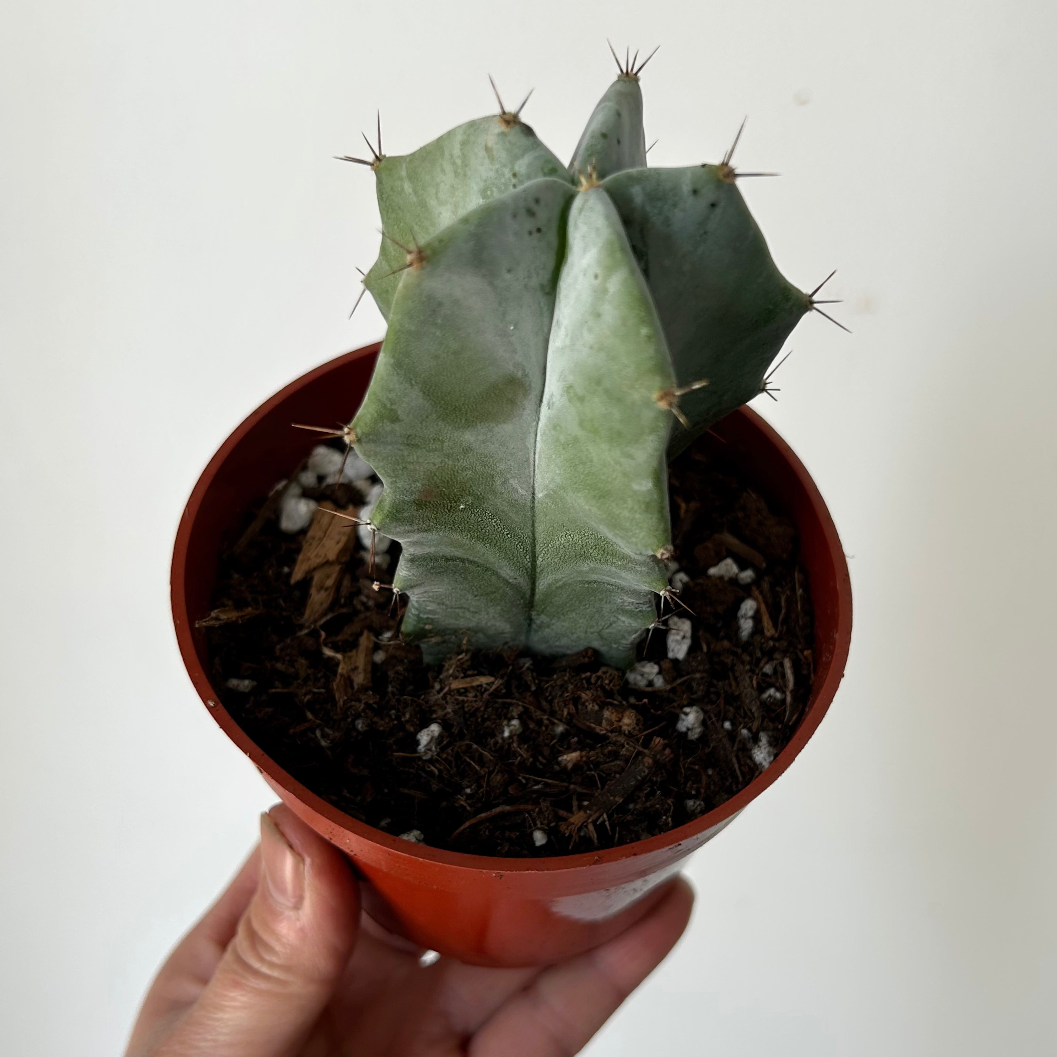 Stenocereus pruinosus 4” pot
