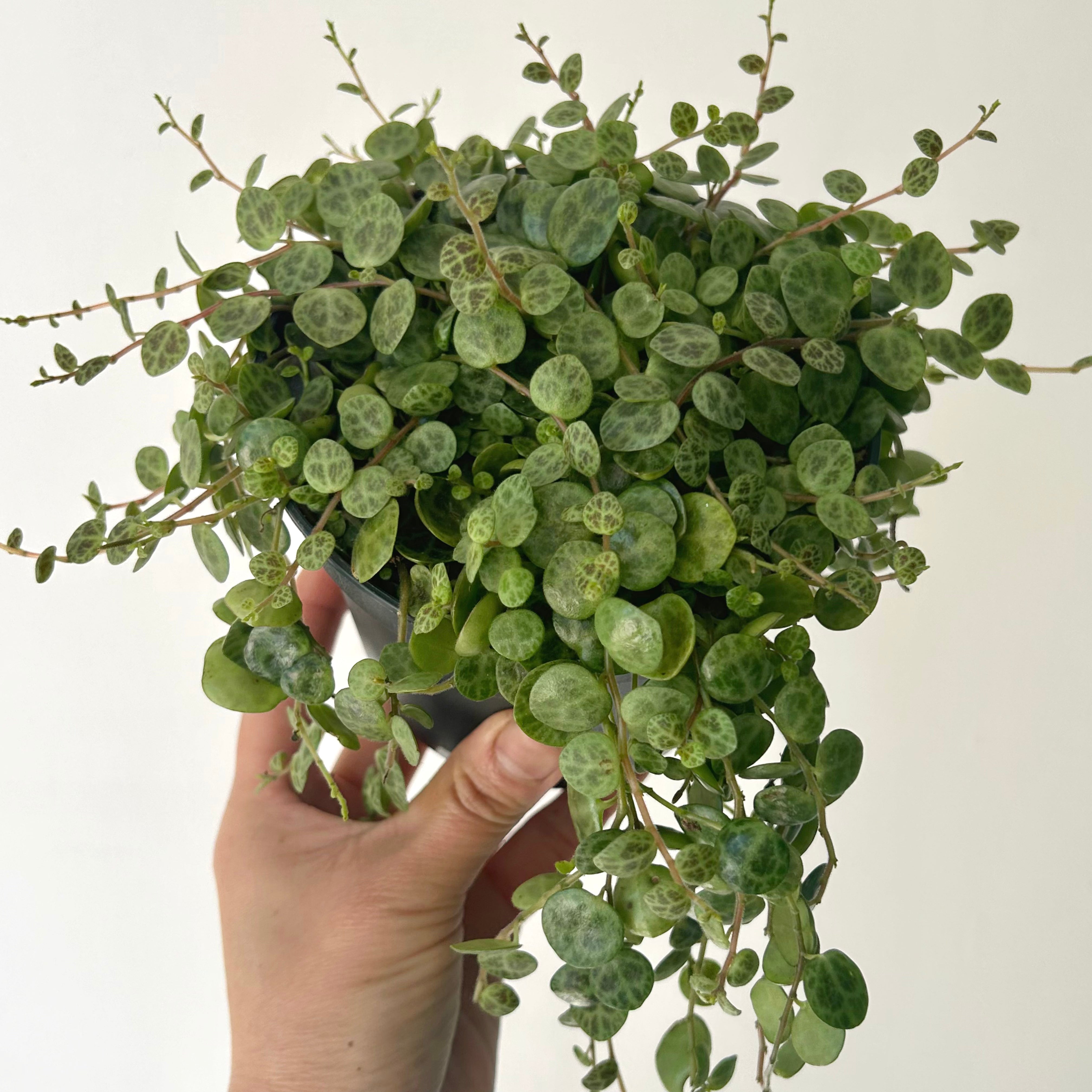 String of Turtles (Peperomia Prostrata) 4”pot