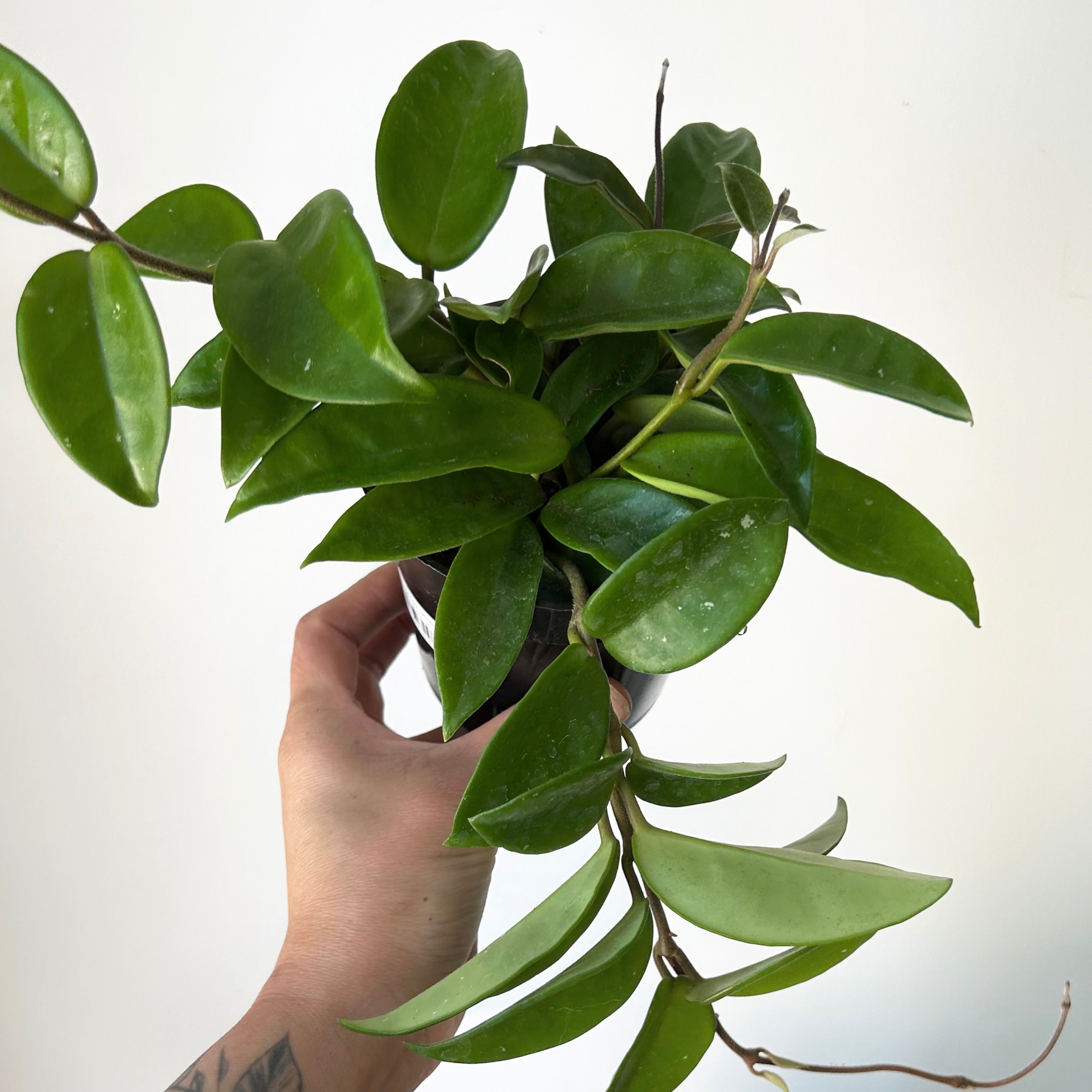 Hoya Carnosa Green 4” pot