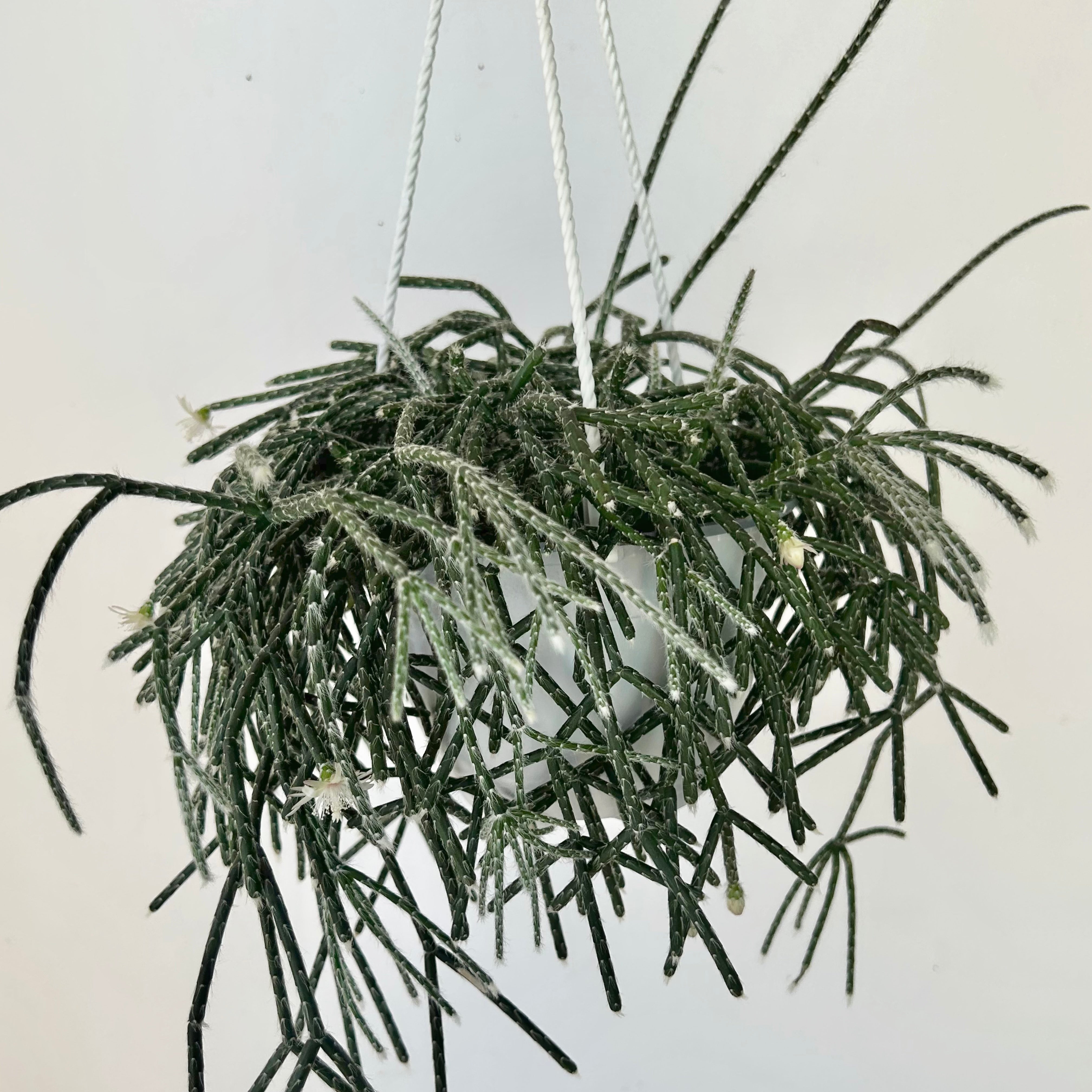 Hairy-Stemmed Rhipsalis (pilocarpa) 6” hanging basket