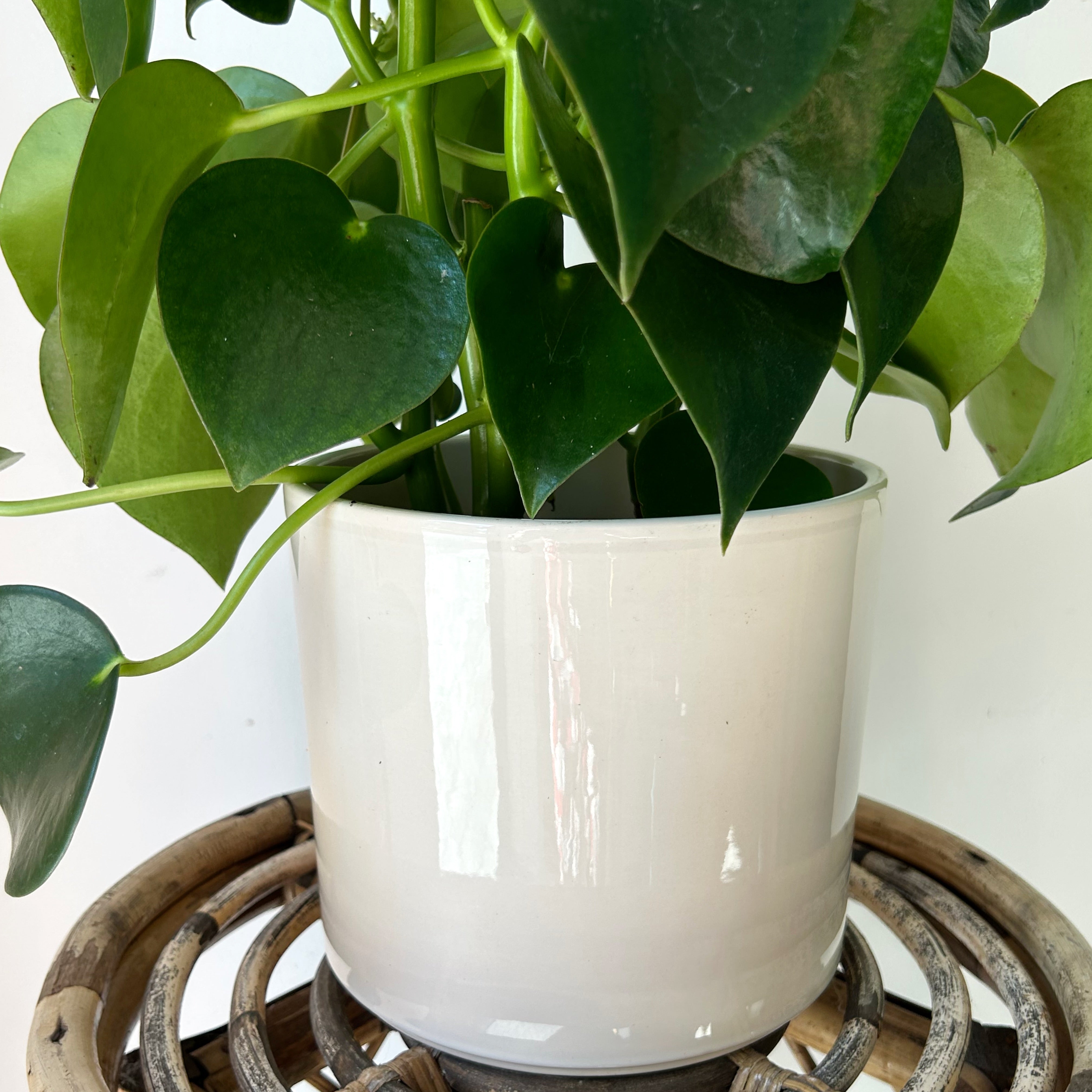 PILLAR Glossy Decorative Pot (6.5"X6") available in 3 colours