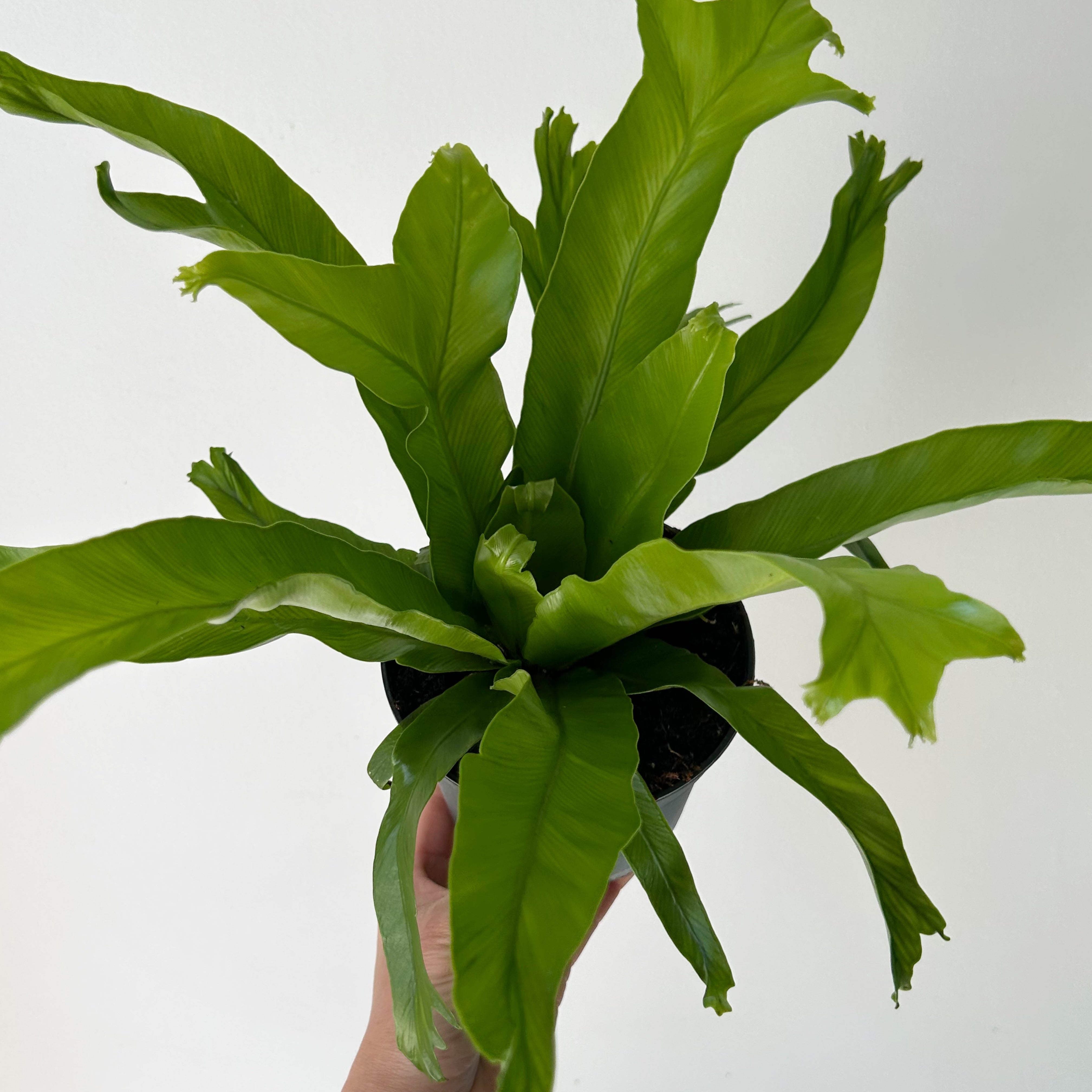 Bird’s Nest Fern (Asplenium) 5” Pot