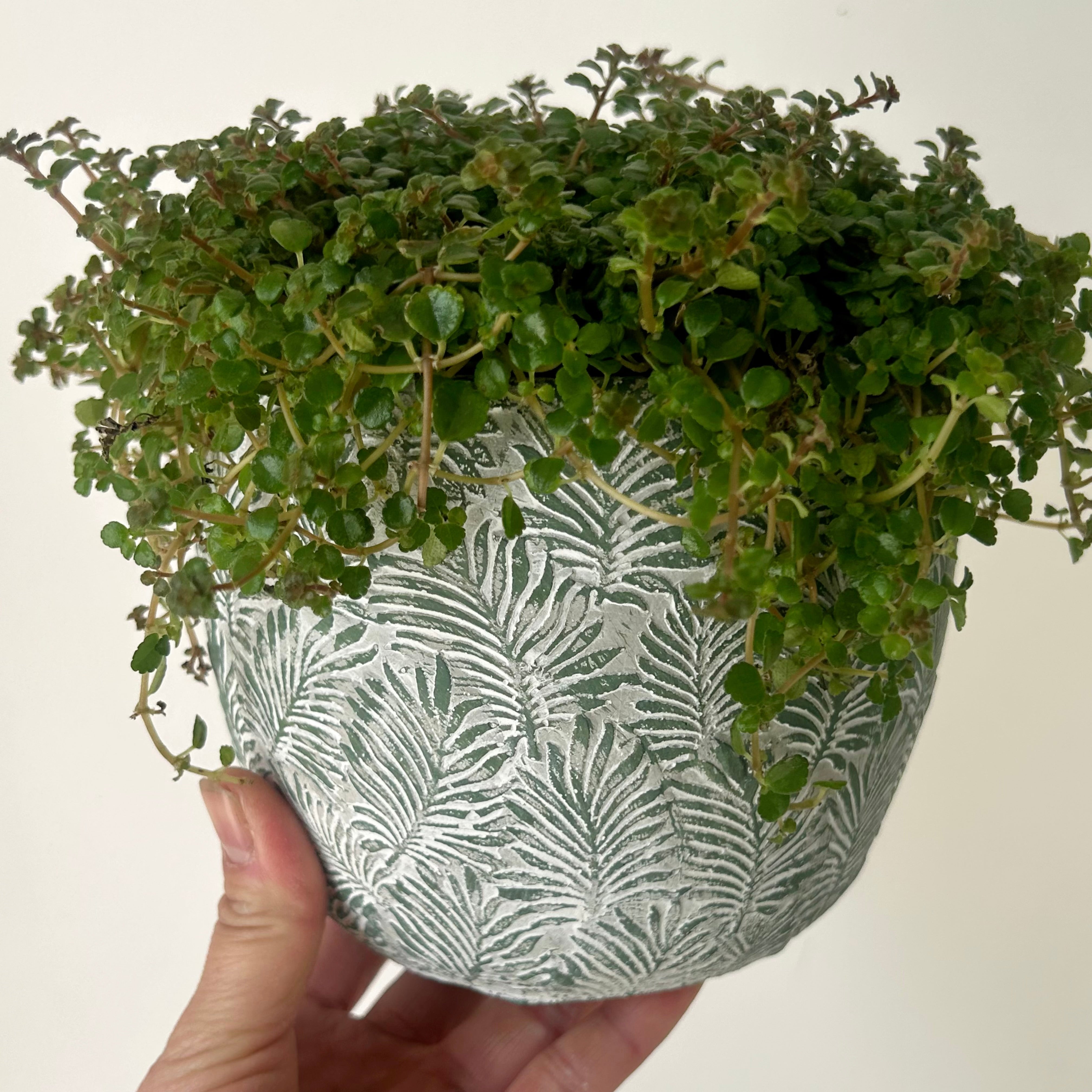 FERNANDA Decorative Cement Pot (5”x4.5”)