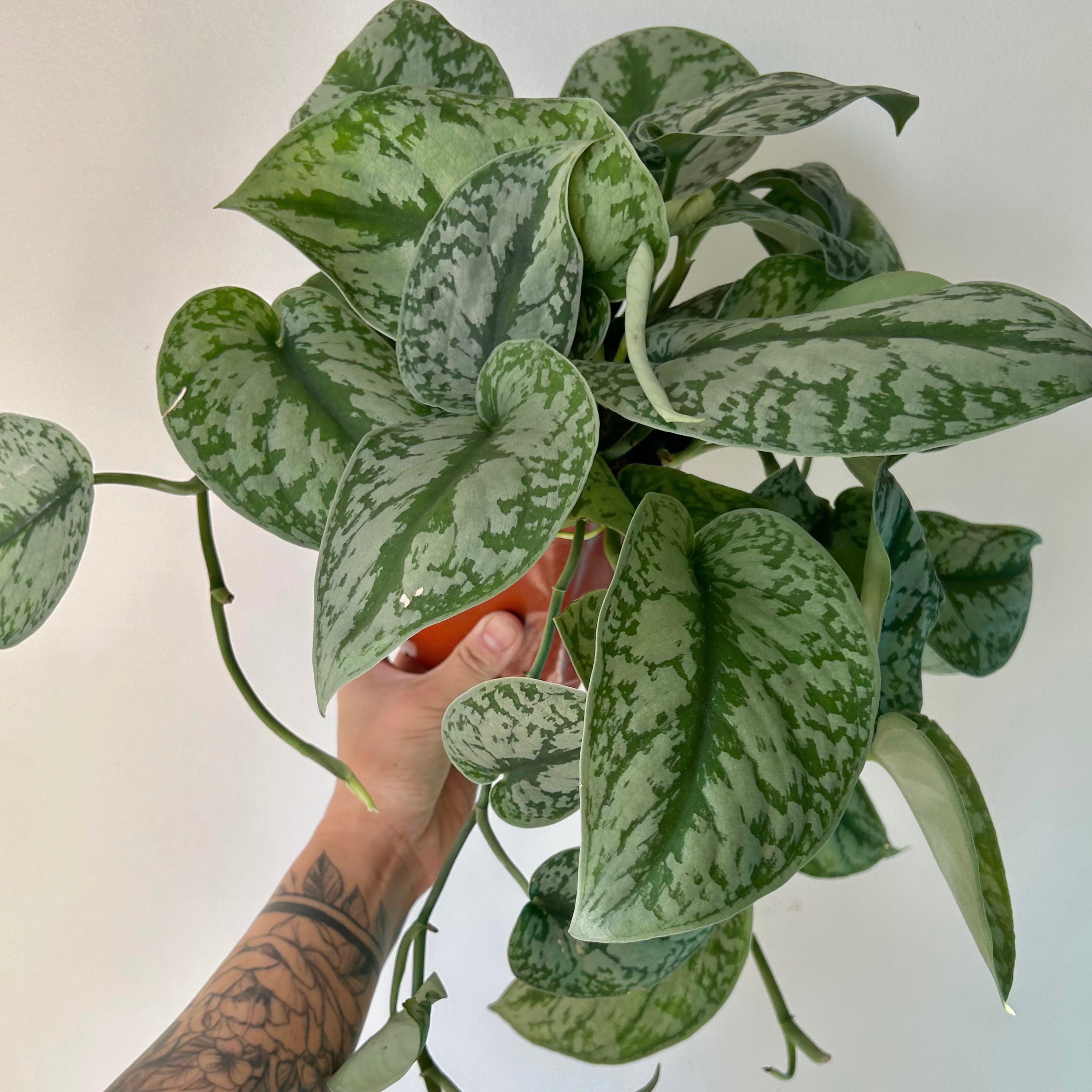 Scindapsus Exotica 6” hanging basket