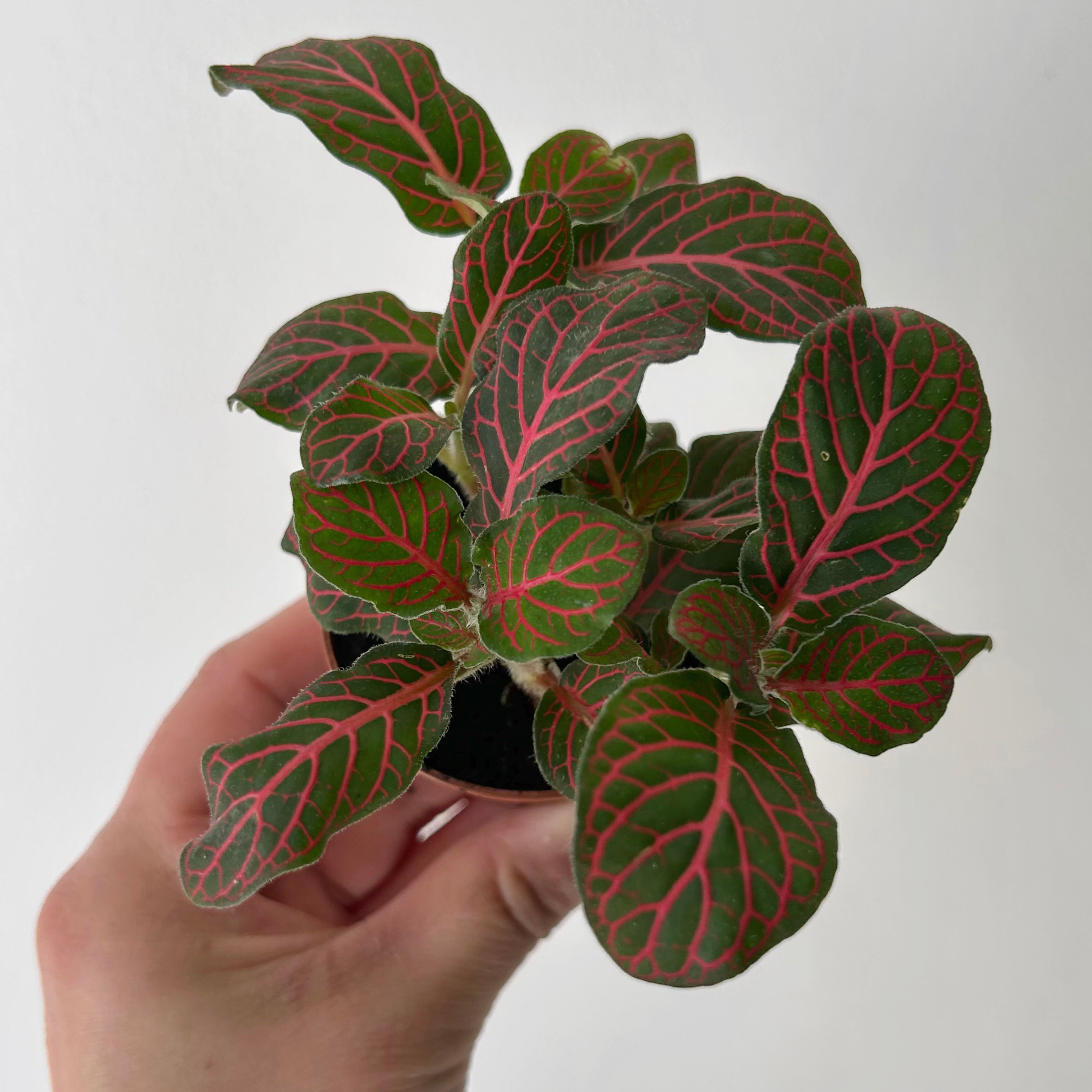 Red Nerve Plant (Fittonia) 3”pot