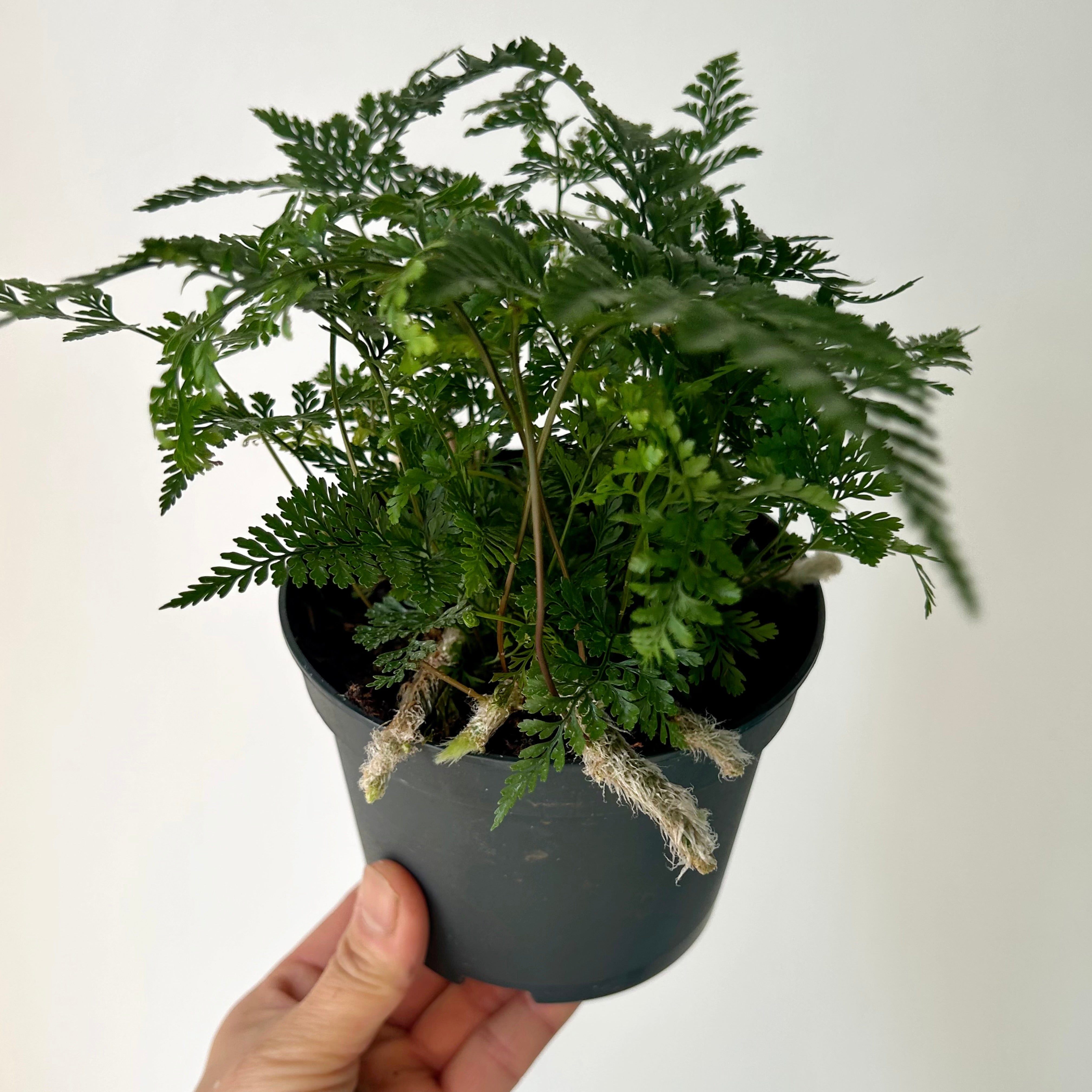 Rabbit Foot Fern (Davallia fejeensis) 5" pot