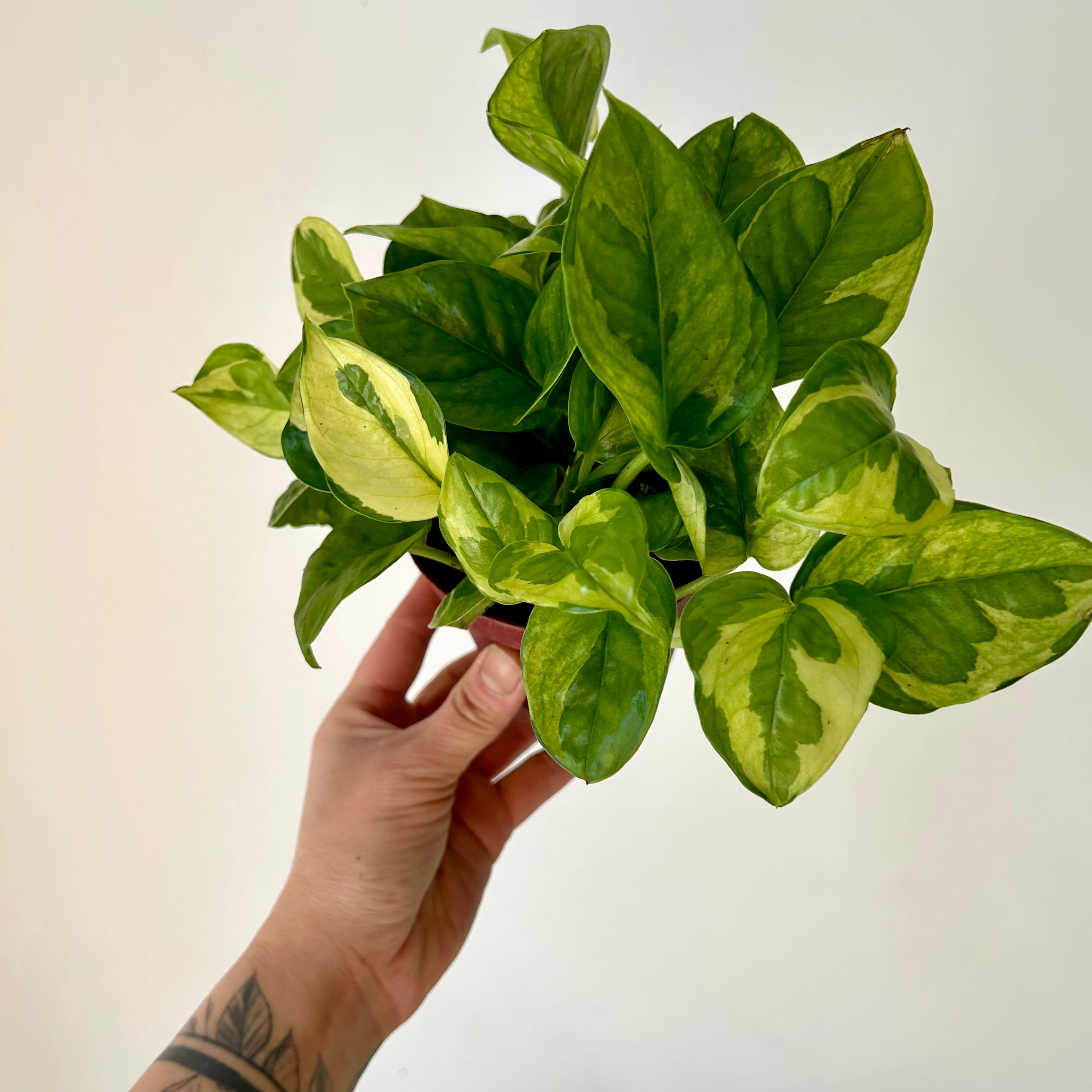 Pothos “Lemon Meringue” 4” pot