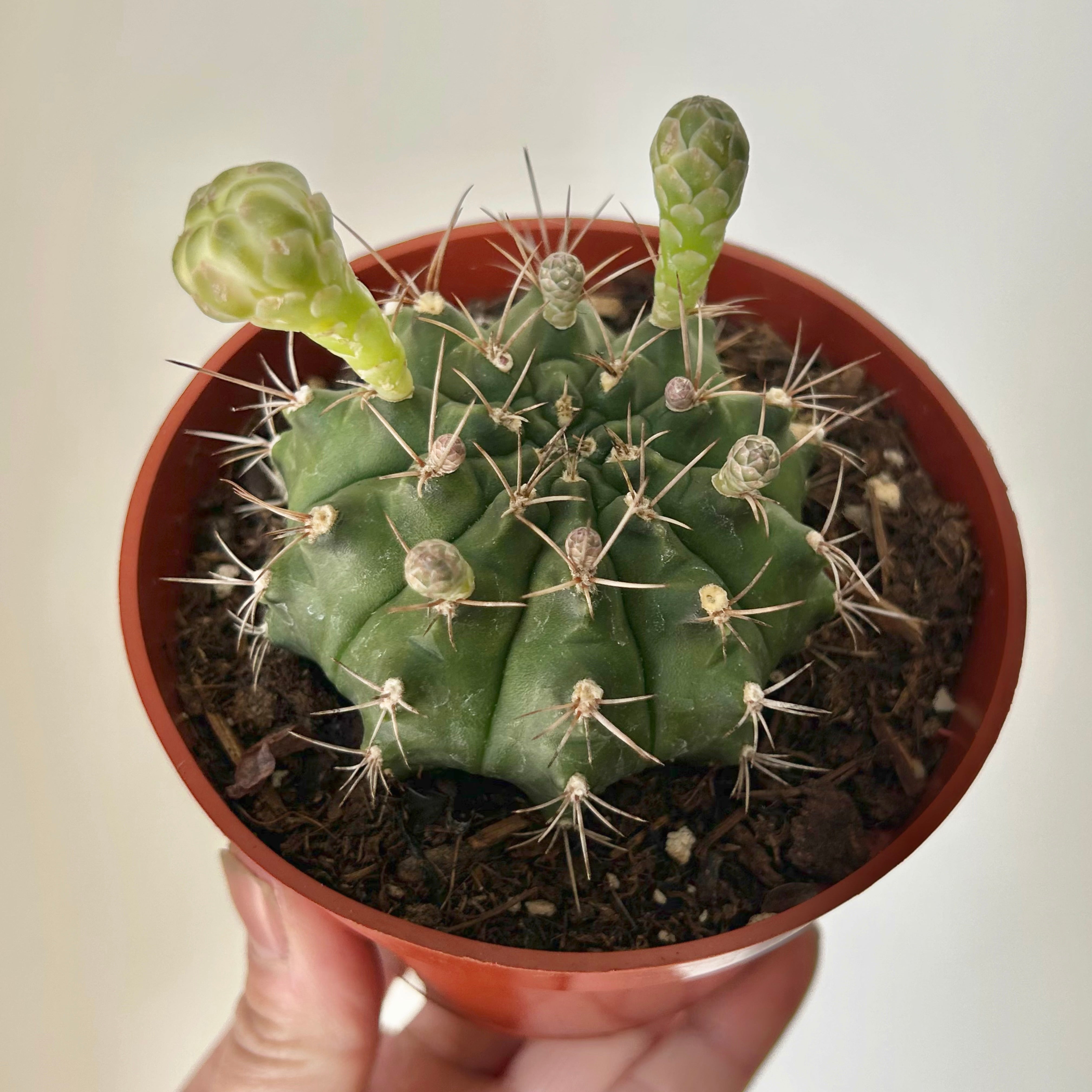 Gymnocalycium mihanovichii 4" pot