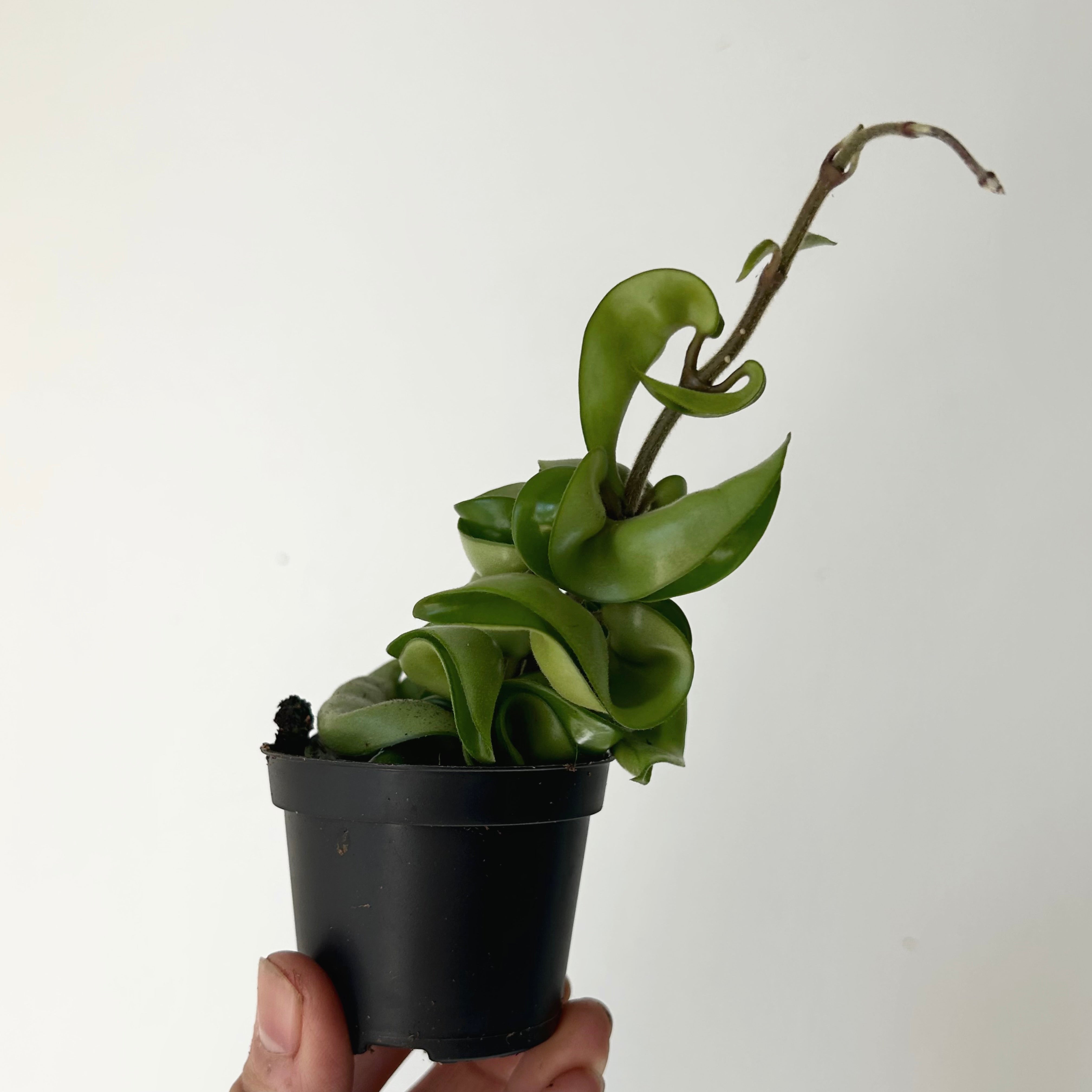 Carnosa compacta 2.5”pot